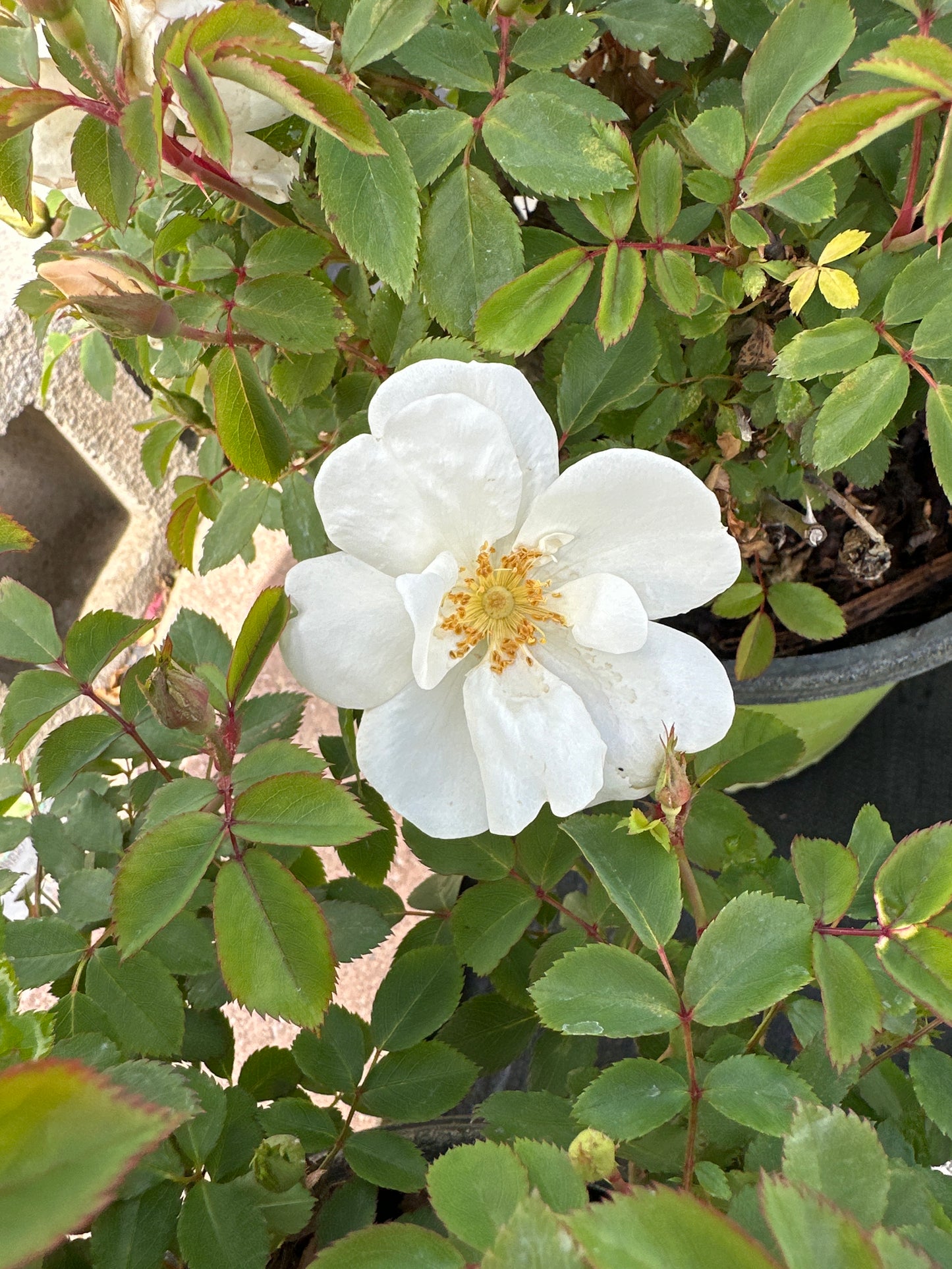 ROSE KO White Knock Out