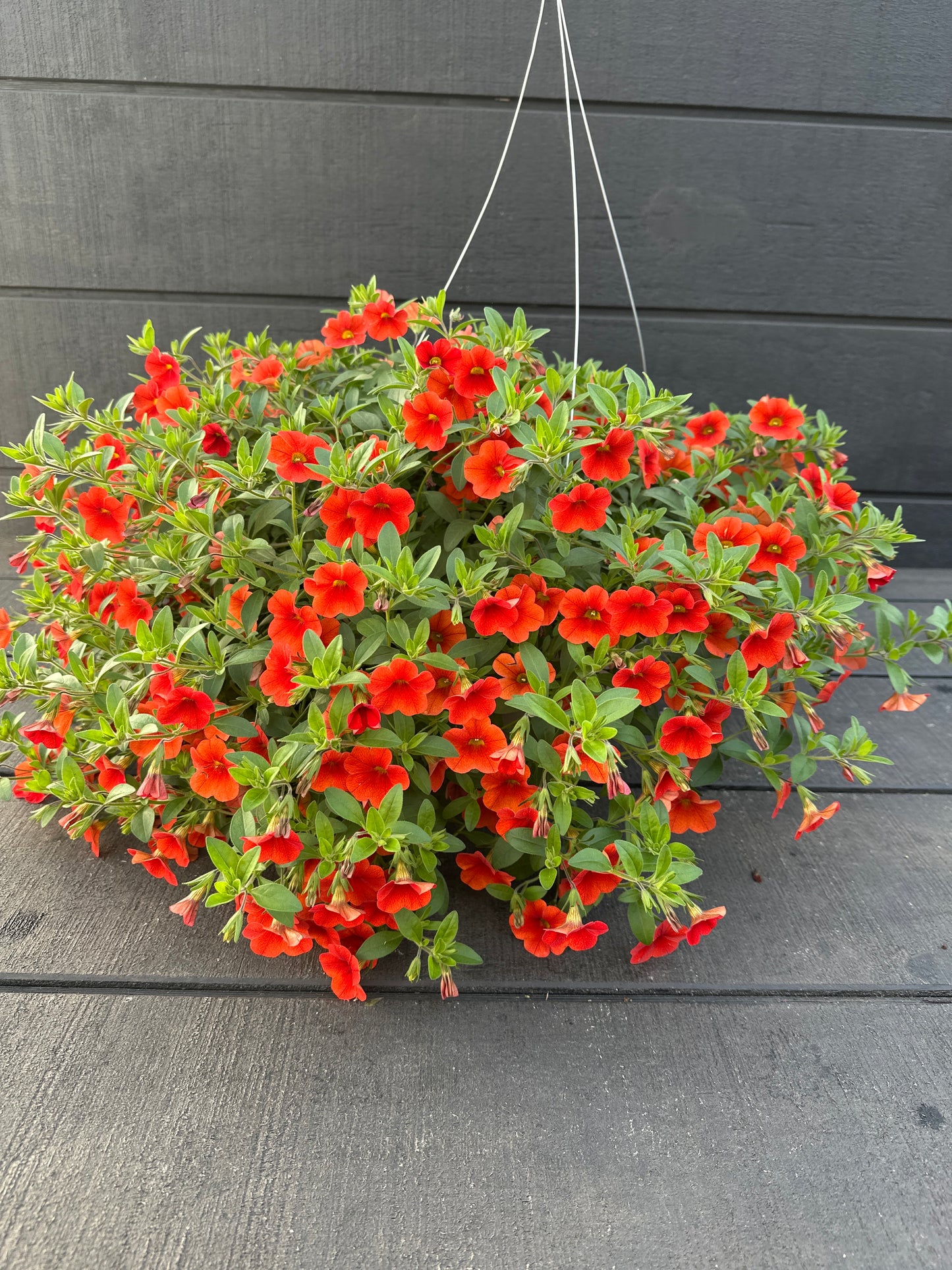 CALIBRACHOA MINIFAMOUS NEO DEEP ORANGE - 10'' HANGING BASKET