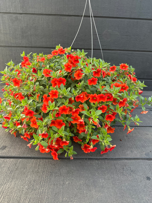 CALIBRACHOA MINIFAMOUS NEO DEEP ORANGE - 10'' HANGING BASKET