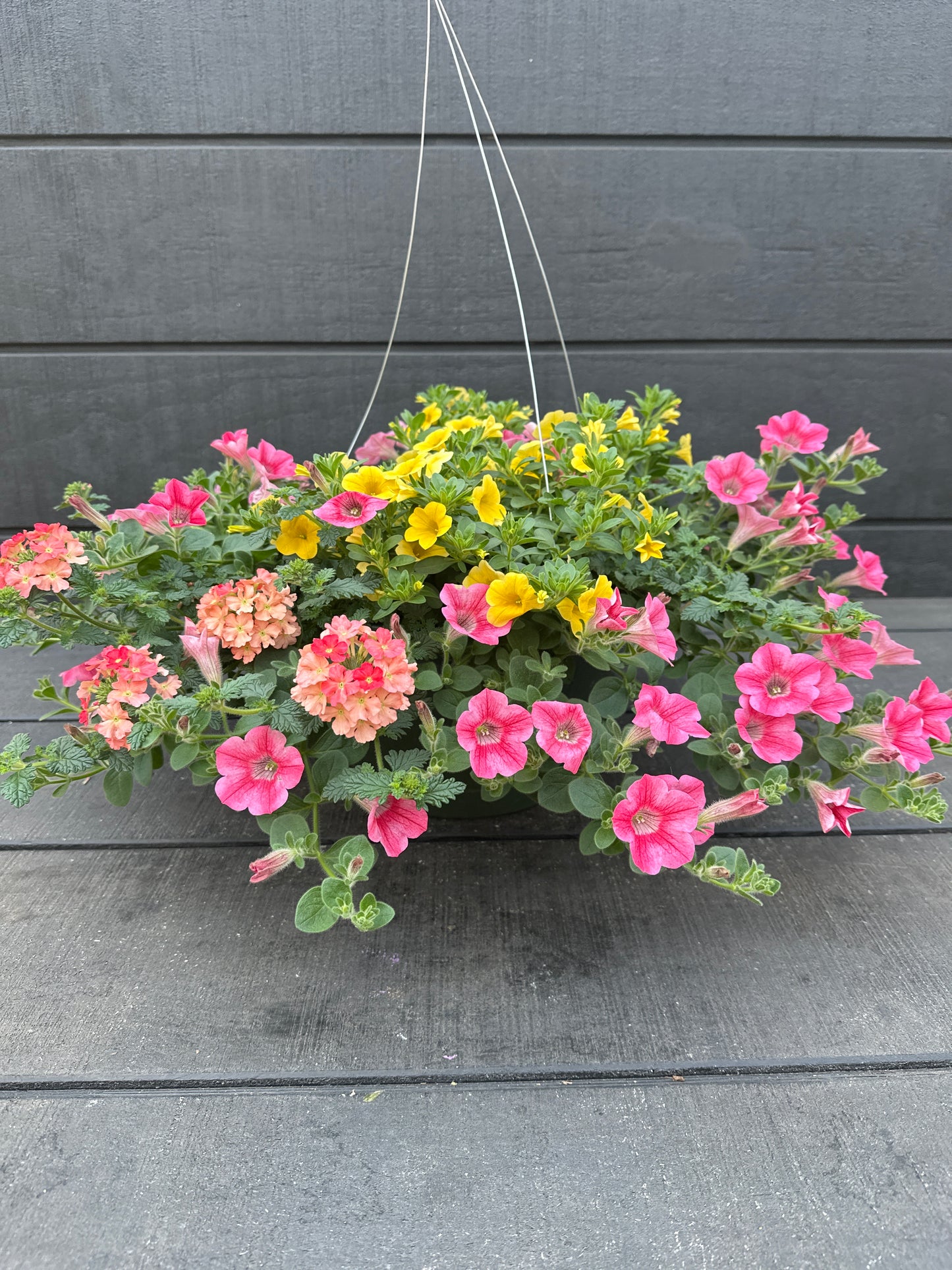 COMBO BEACH BUM - 10'' HANGING BASKET