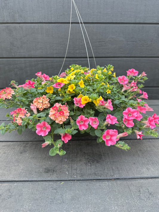 COMBO BEACH BUM - 10'' HANGING BASKET