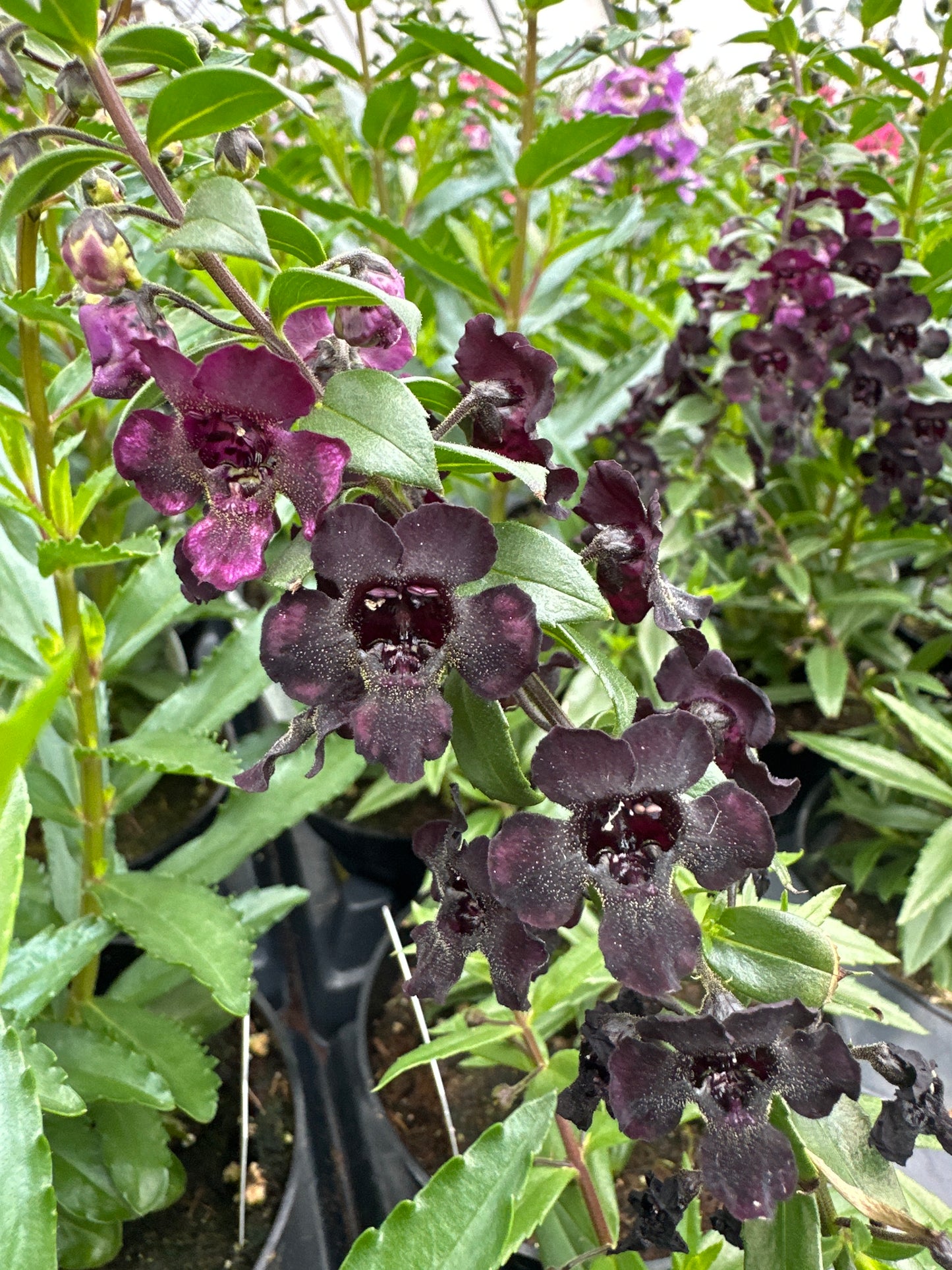 ANGELONIA ANGELFLARE BLACK - 4" POT