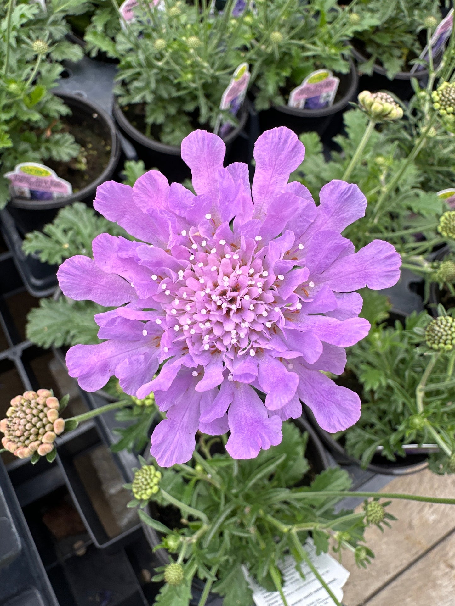 Scabiosa columbaria Flutter™ 'Deep Blue'