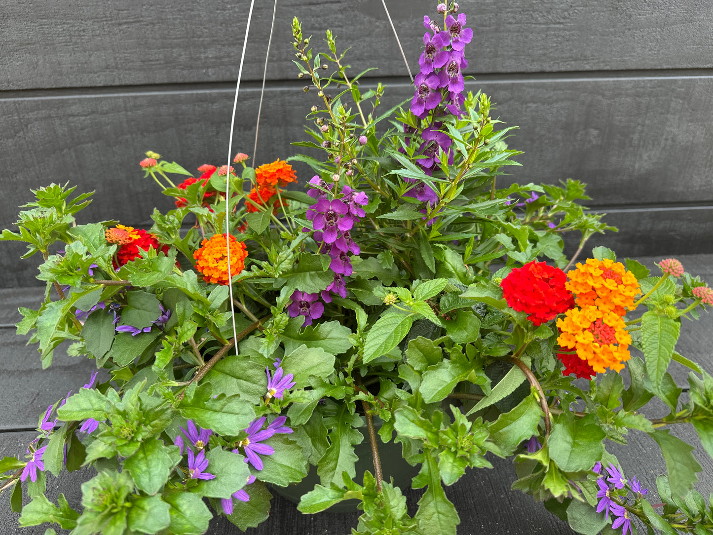 COMBO SHINDIG - 10" HANGING BASKET