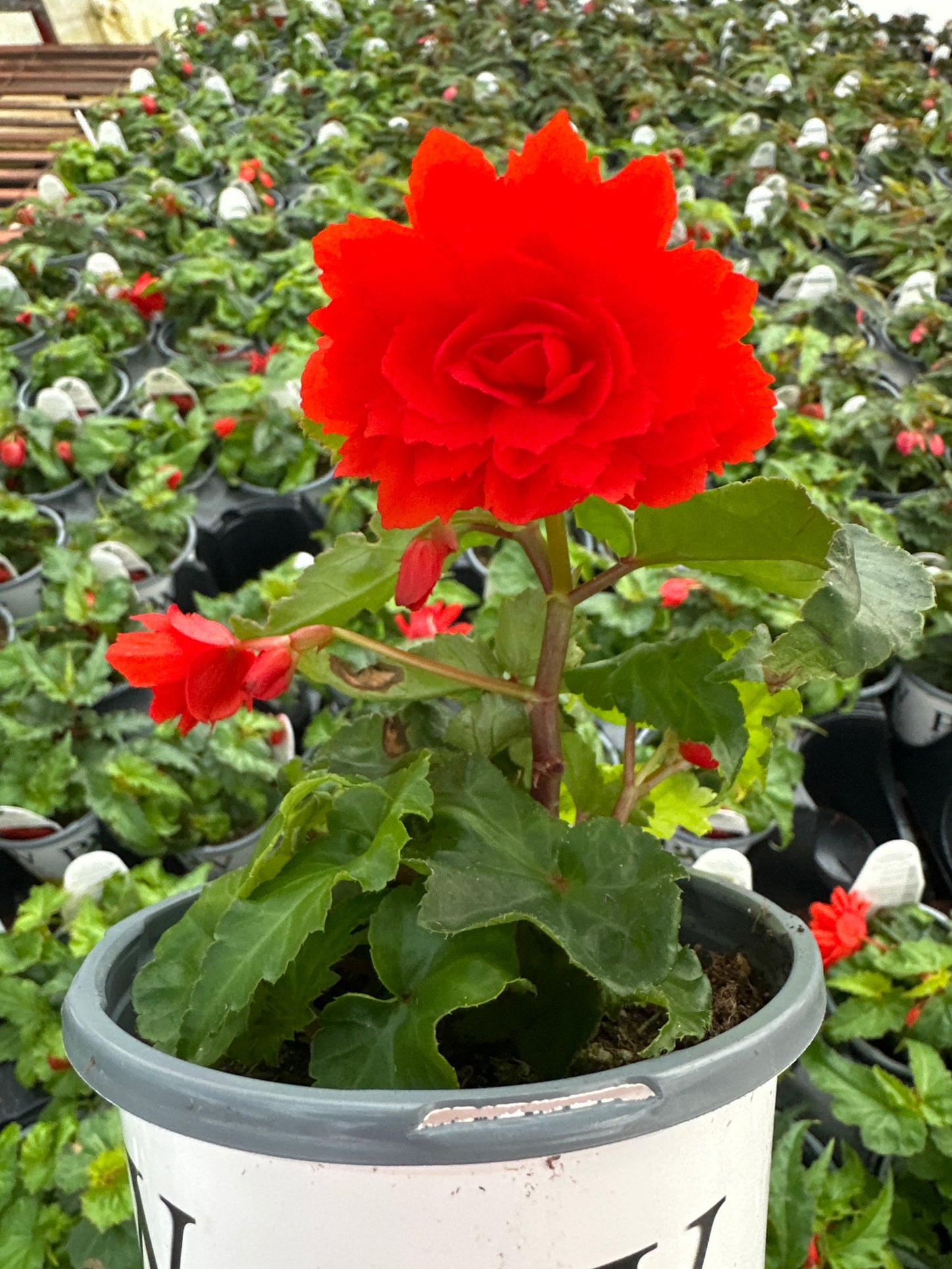 BEGONIA FUNKY ORANGE - QUART POT