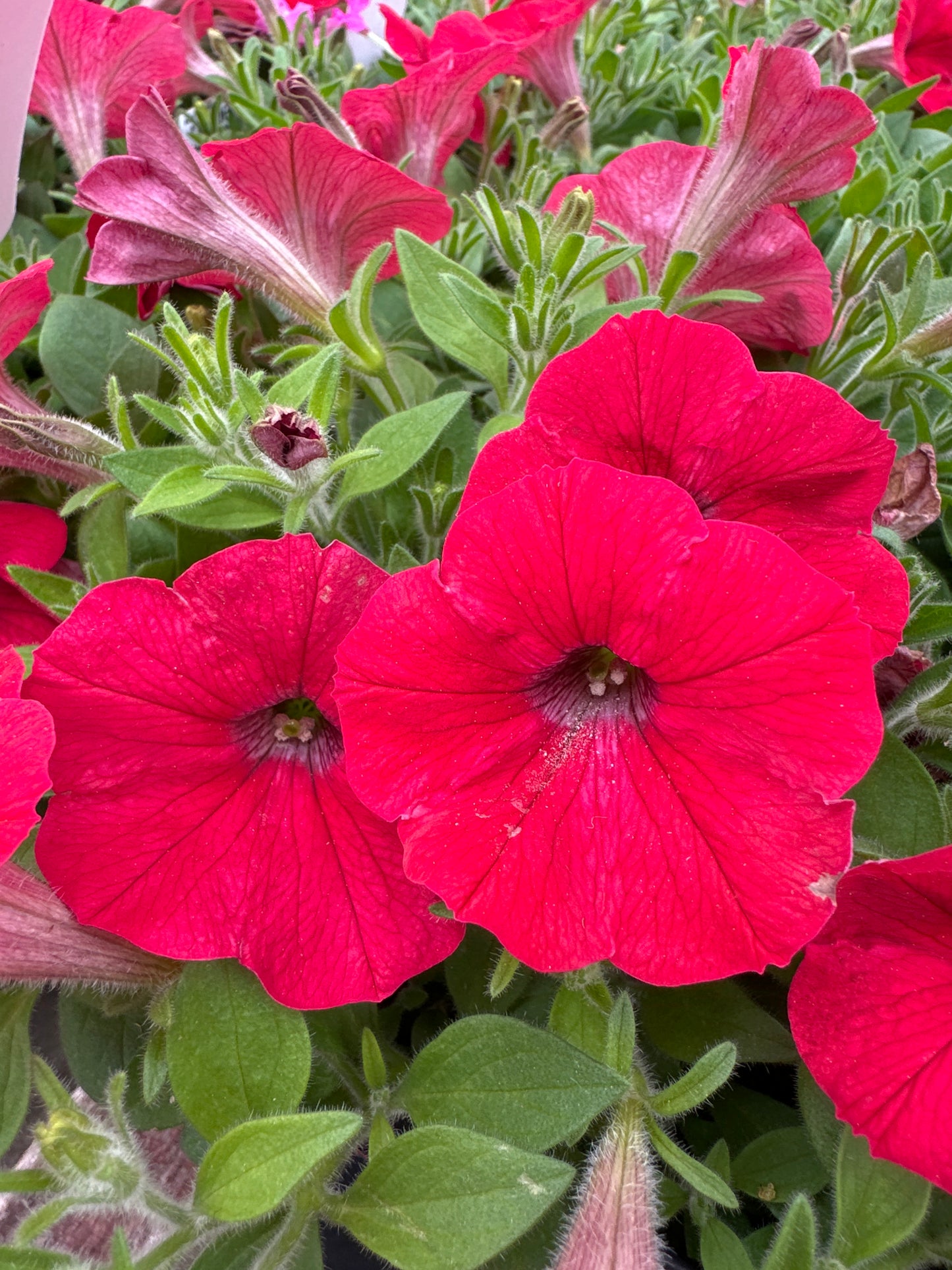 PETUNIA SHOCK WAVE RED - JUMBO 6 PACK