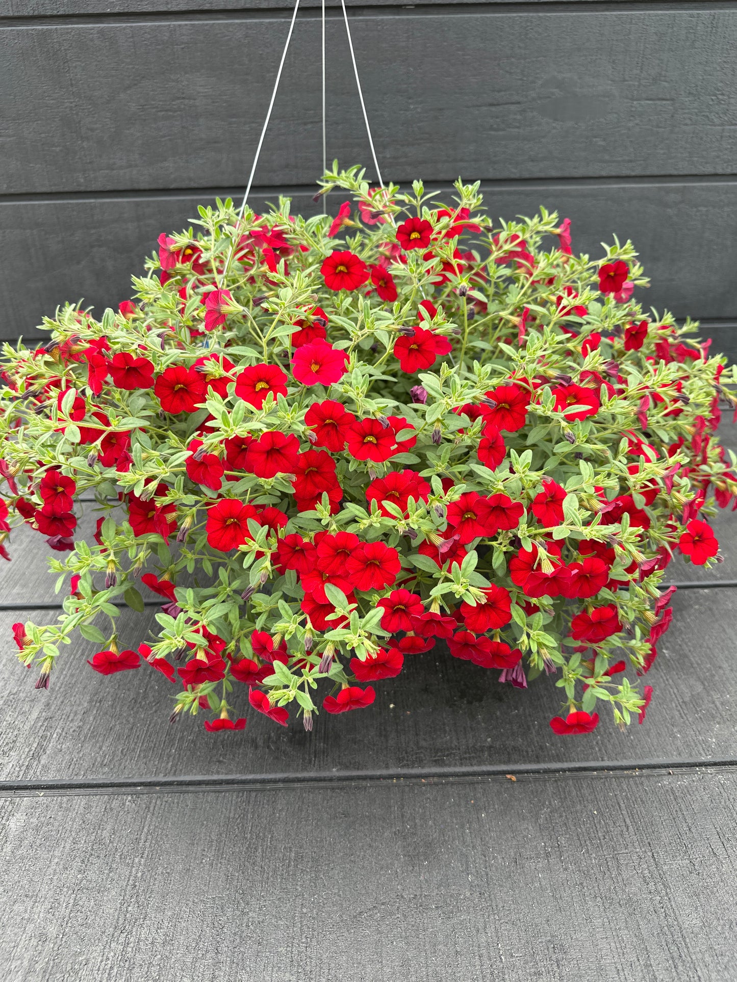 CALIBRACHOA CABARET BRIGHT RED - 10'' HANGING BASKET