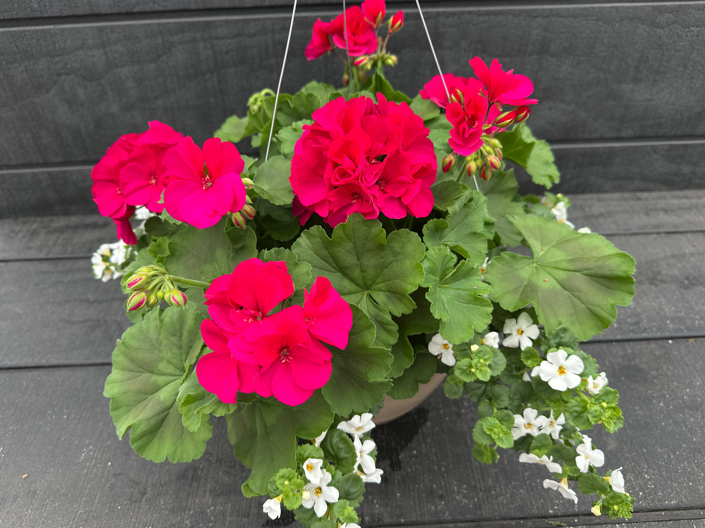 BASKET #3 - 10'' HANGING BASKET