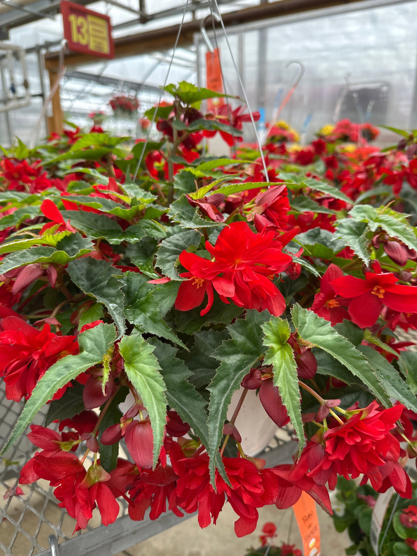 BEGONIA FUNKY RED - 10'' HANGING BASKET