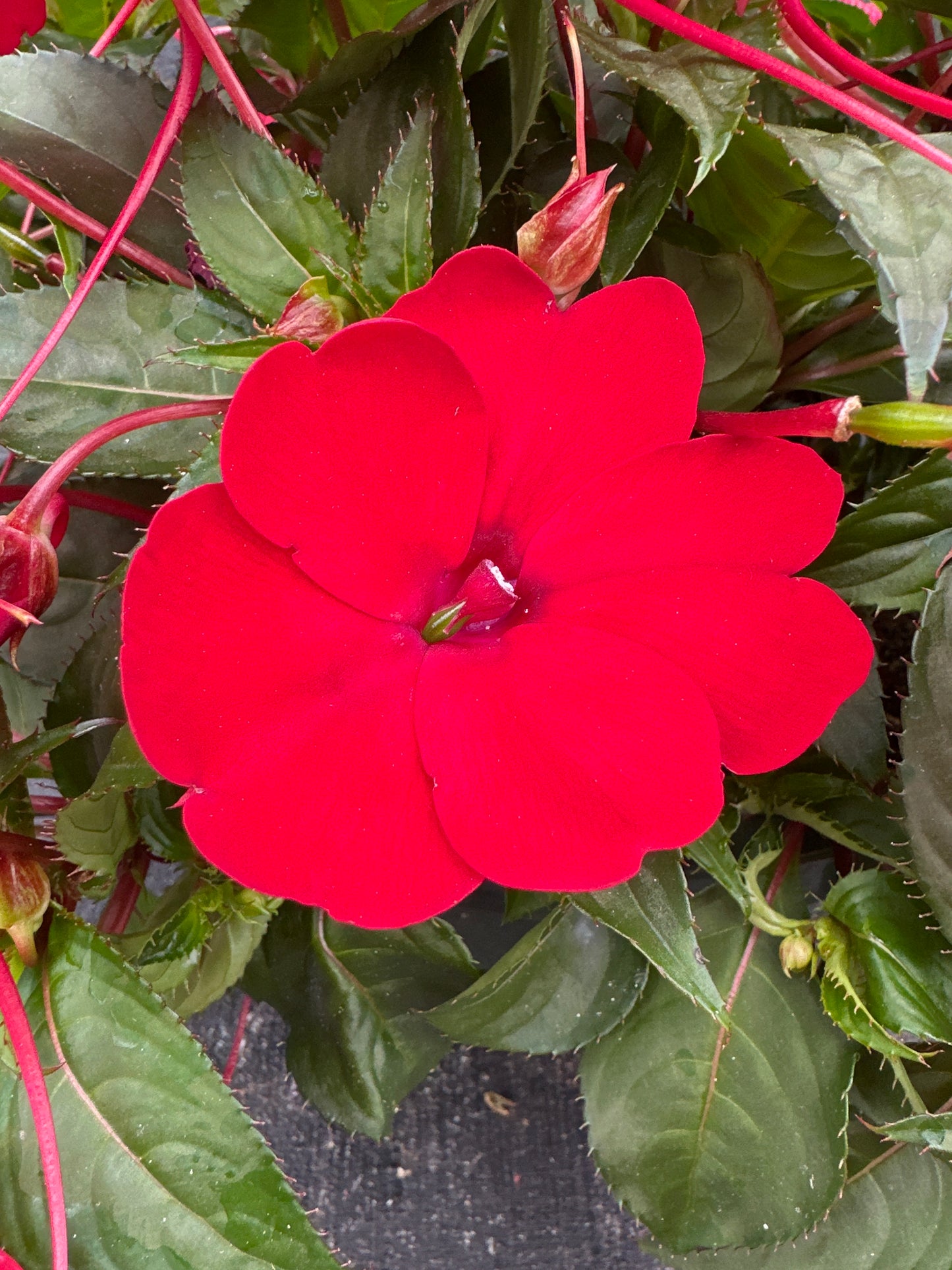 SUNPATIENS COMPACT RED - 10" HANGING BASKET
