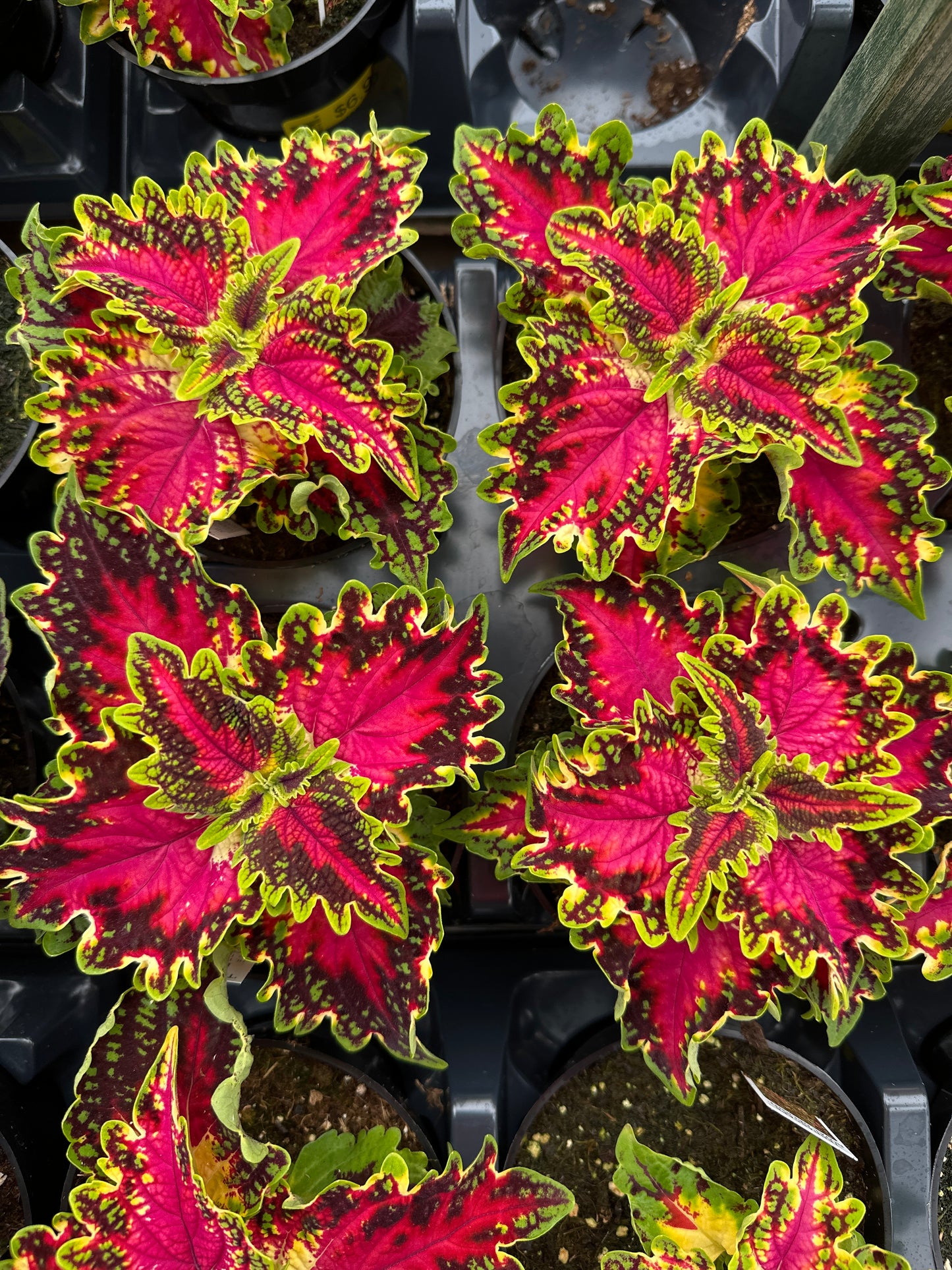 COLEUS TERRASCAPE ROYAL DELIGHT - 4'' POT