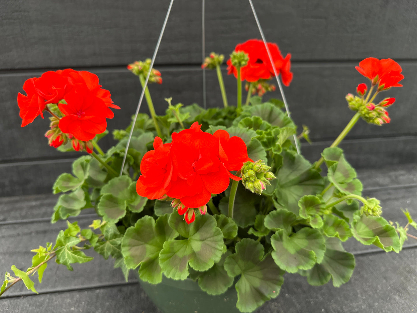 BASKET #47 - 10" HANGING BASKET