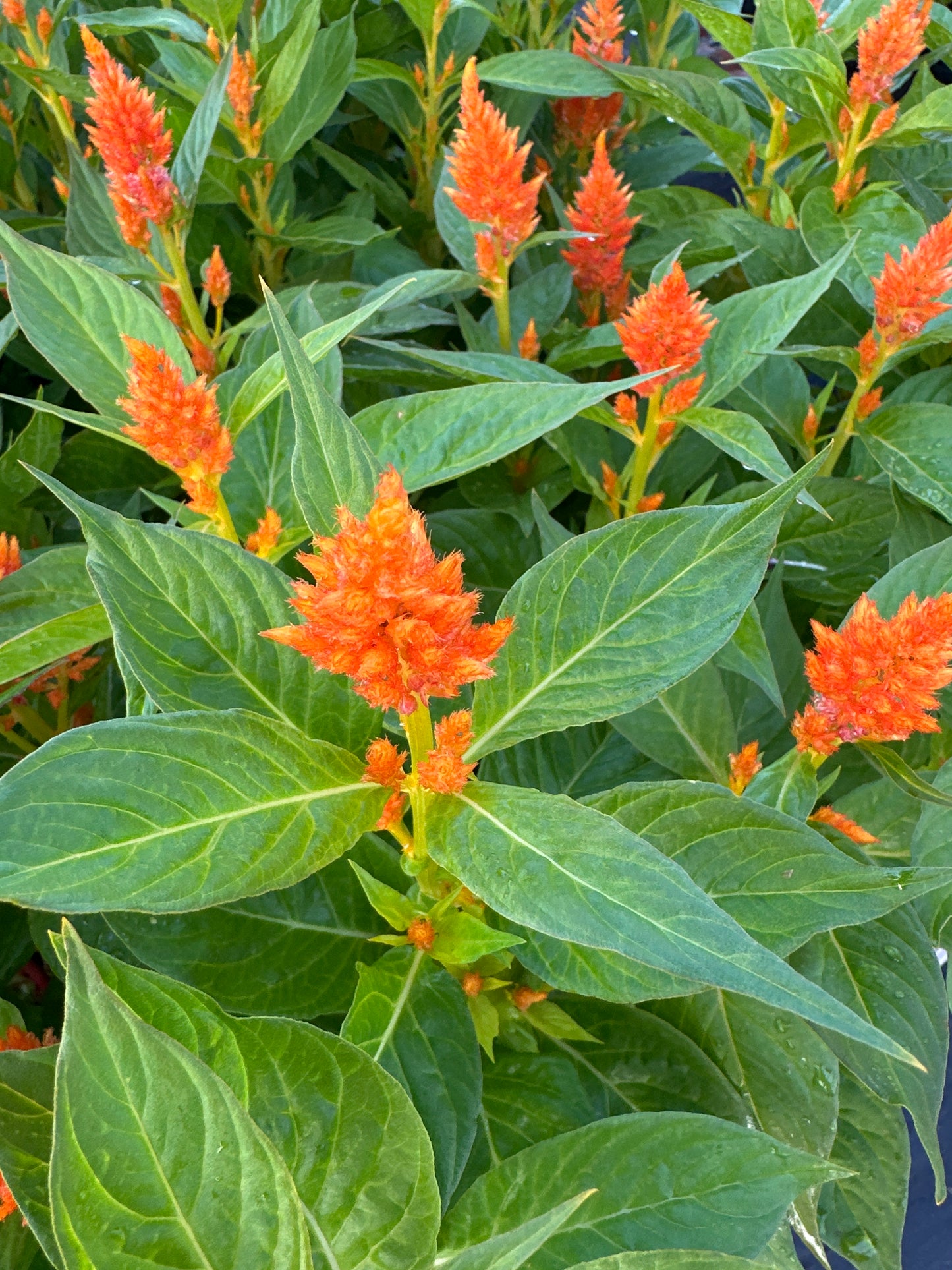 CELOSIA FRESH LOOK ORANGE - JUMBO 6 PACK