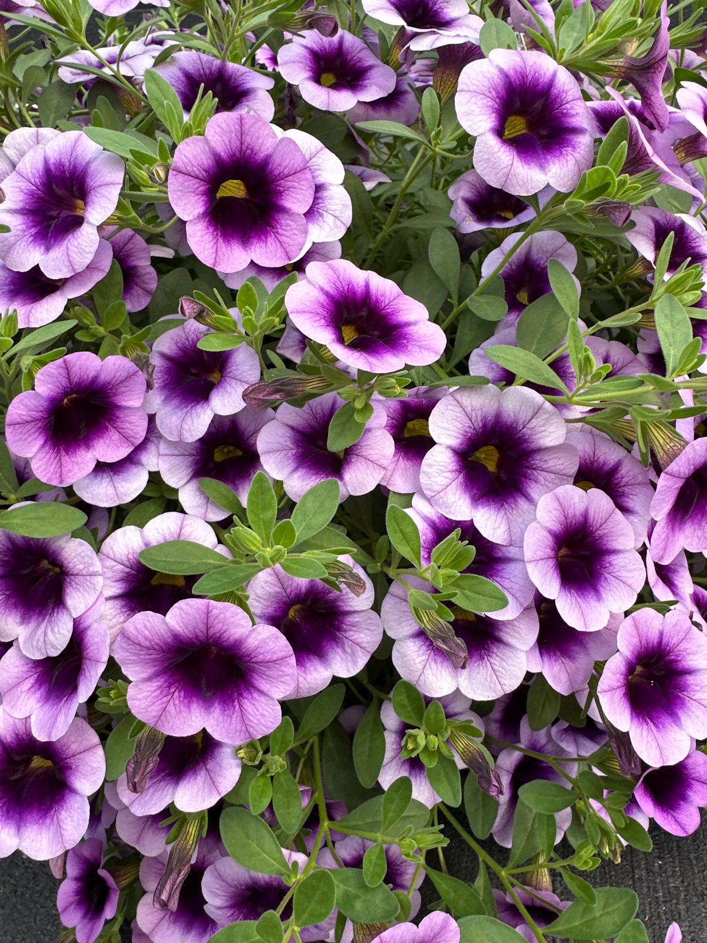 CALIBRACHOA SUPERBELLS BLUE MOON PUNCH - 10" HANGING BASKET