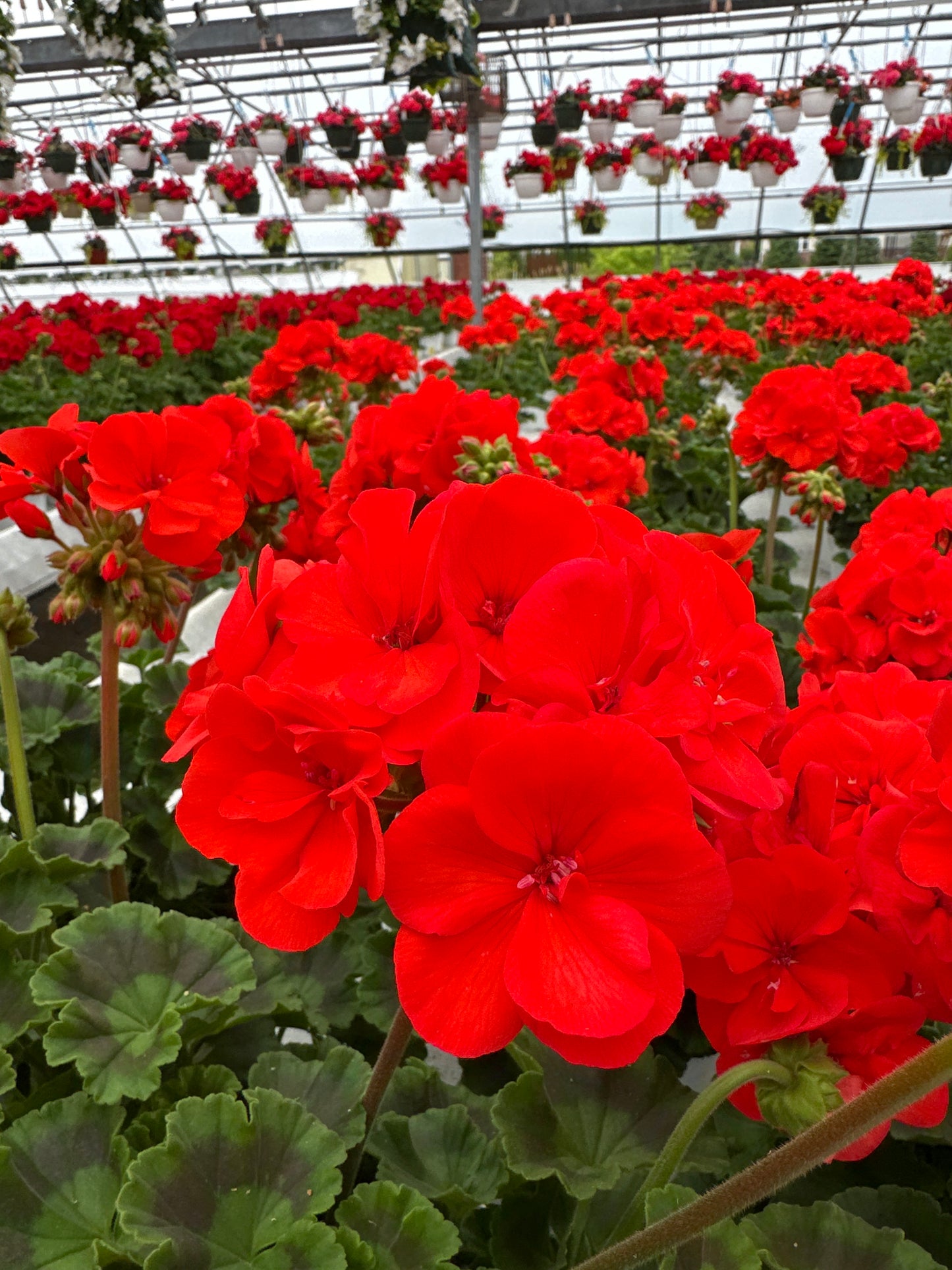 GERANIUM DYNAMO ORANGE - 6" POT