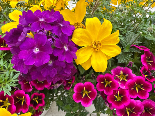 COMBO KISS ME GOOD NIGHT - 6" POT