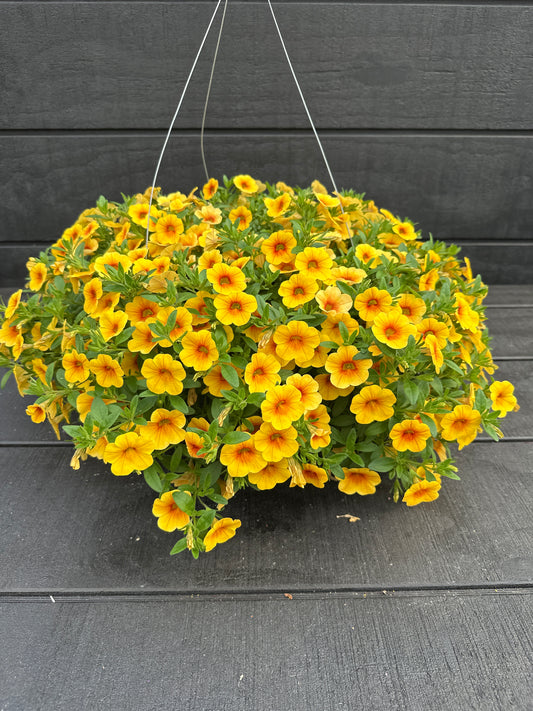 CALIBRACHOA CALITASTIC MANGO - 10" HANGING BASKET