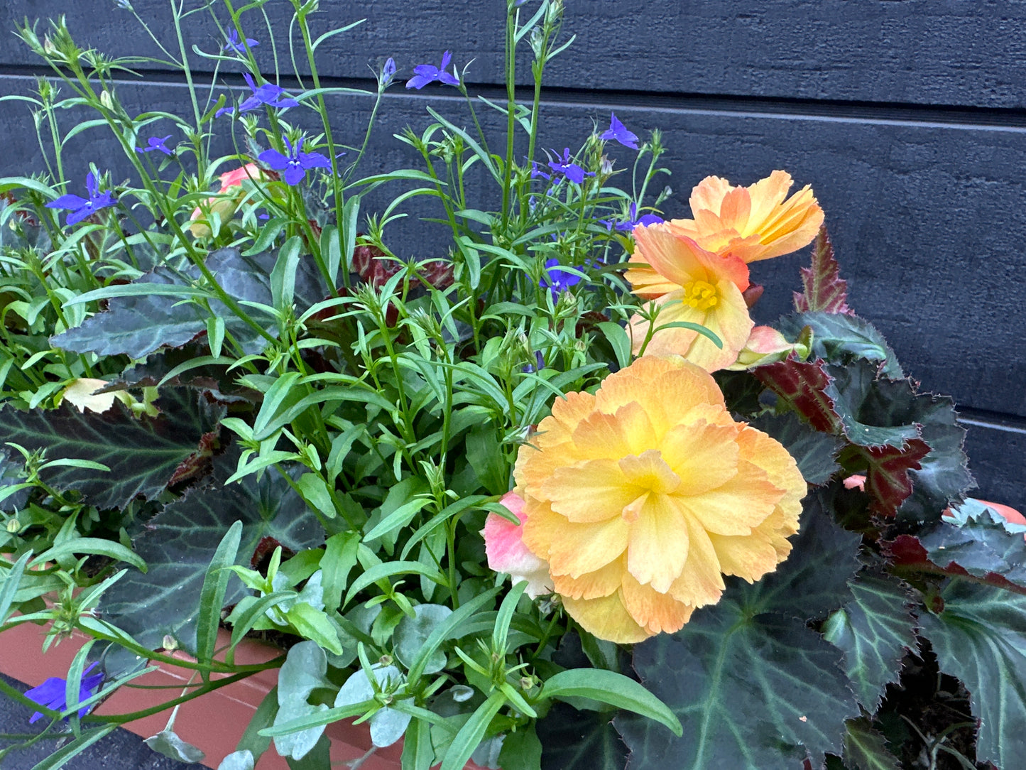 COMBO #16 - 24'' WINDOW BOX