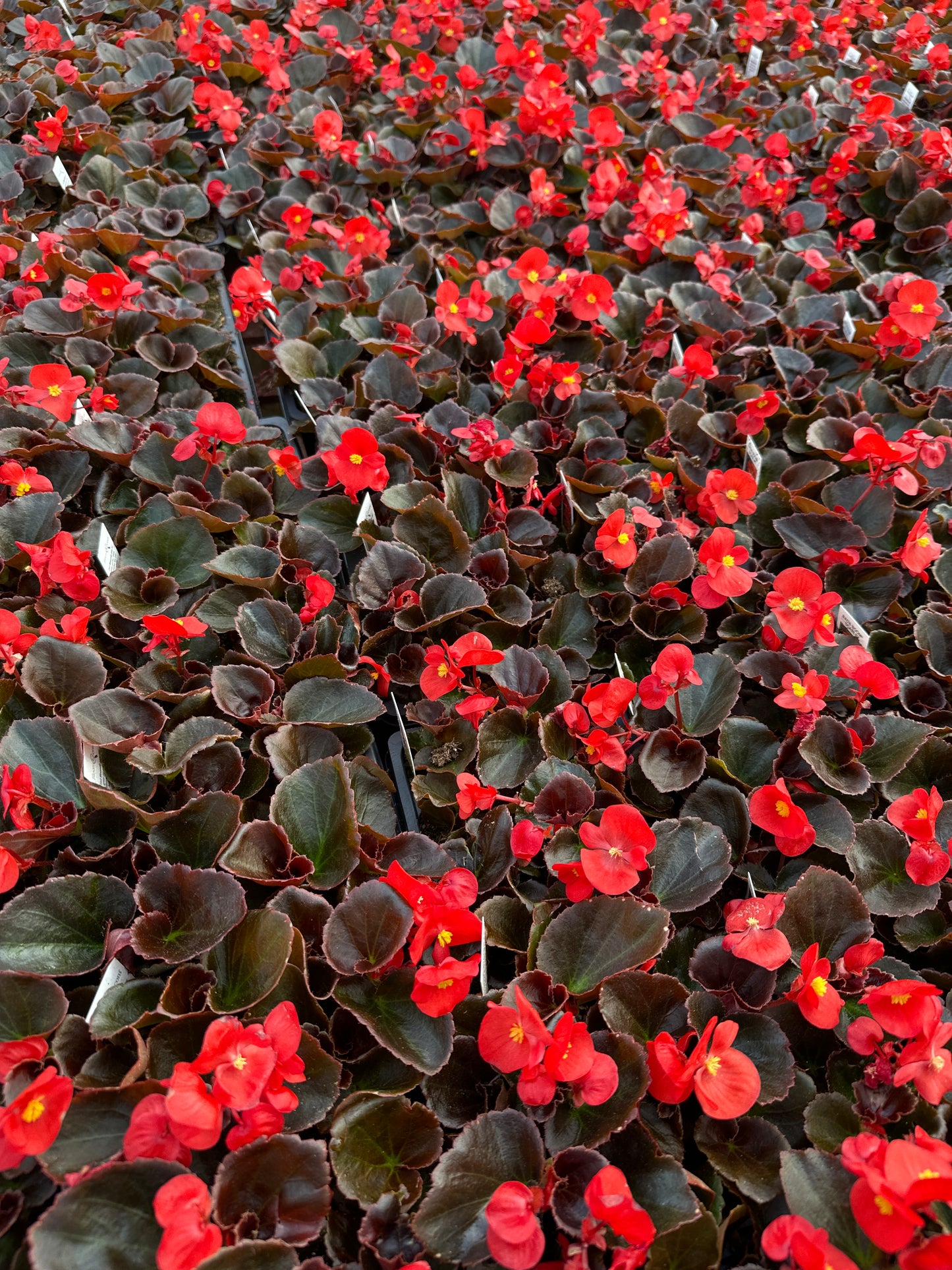 BEGONIA BADA BOOM SCARLET - FLAT OF 48 PLANTS