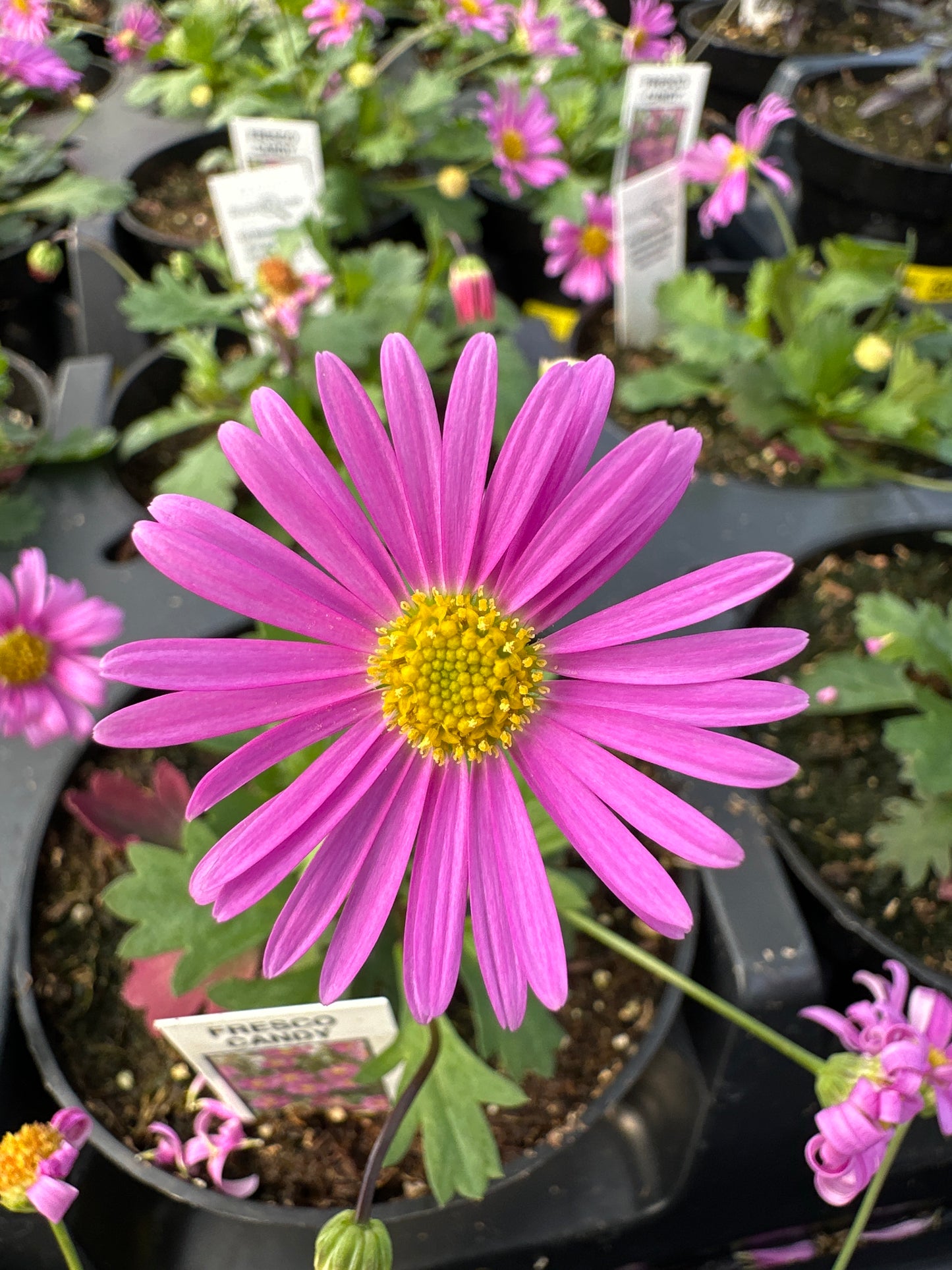 BRACHYSOME FRESCO CANDY - 4'' POT