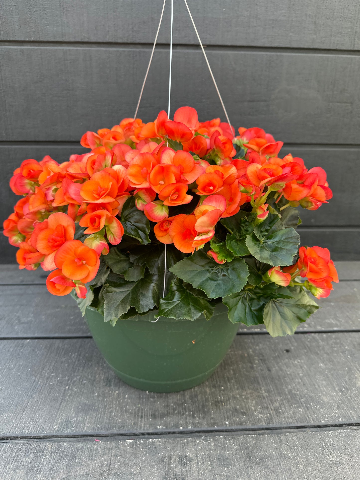 BEGONIA REIGER DARK BRITT - 10'' HANGING BASKET