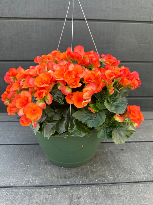 BEGONIA REIGER DARK BRITT - 10'' HANGING BASKET