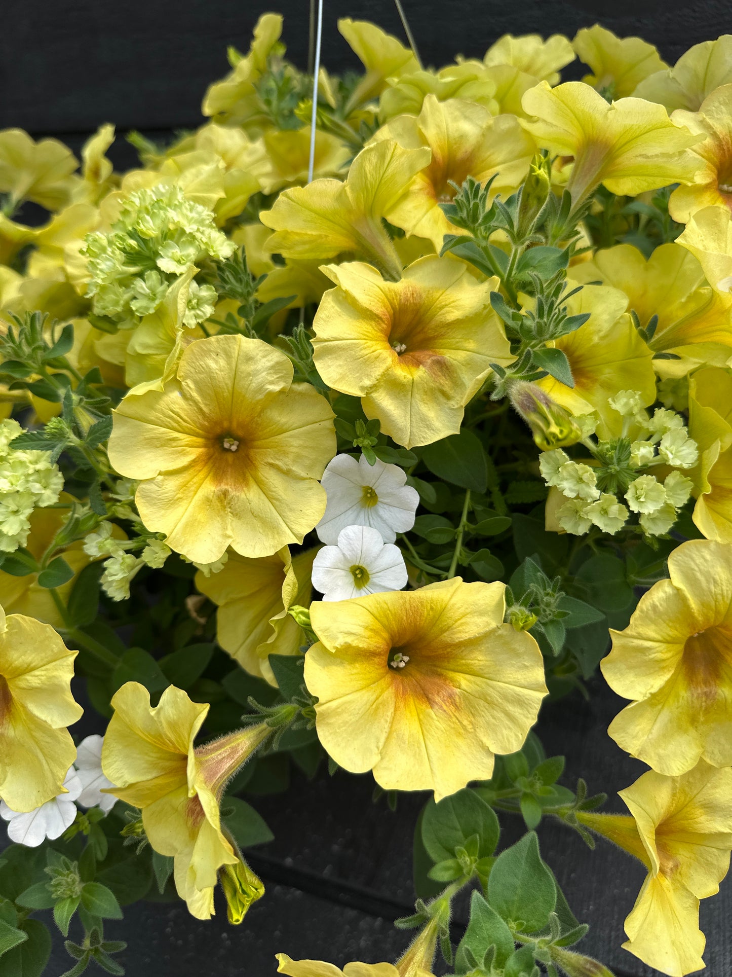 COMBO LEMON CHIFFON MIX - 10" HANGING BASKET