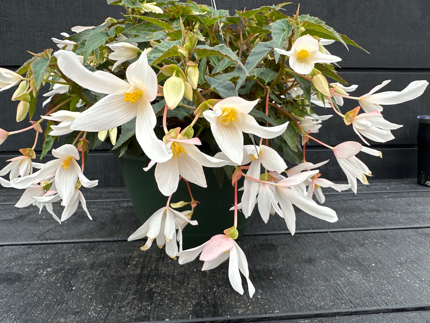 BEGONIA ENCANTO WHITE - 10'' HANGING BASKET