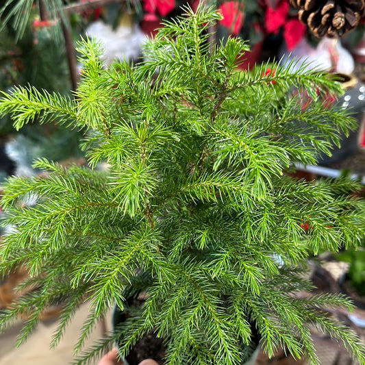Norfolk Pine 6"