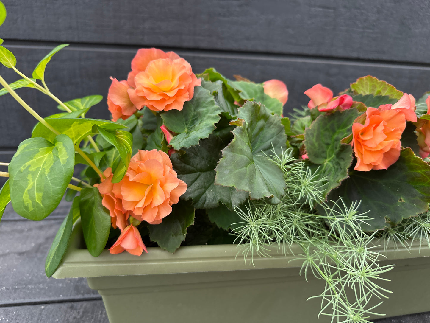 COMBO #17 - 24'' WINDOW BOX