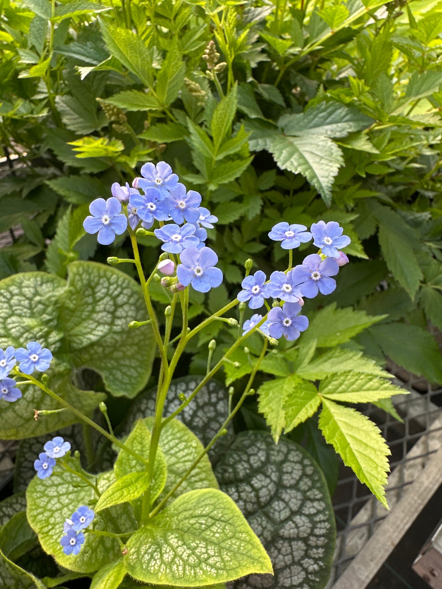 Brunnera macrophylla 'Queen of Hearts' PW