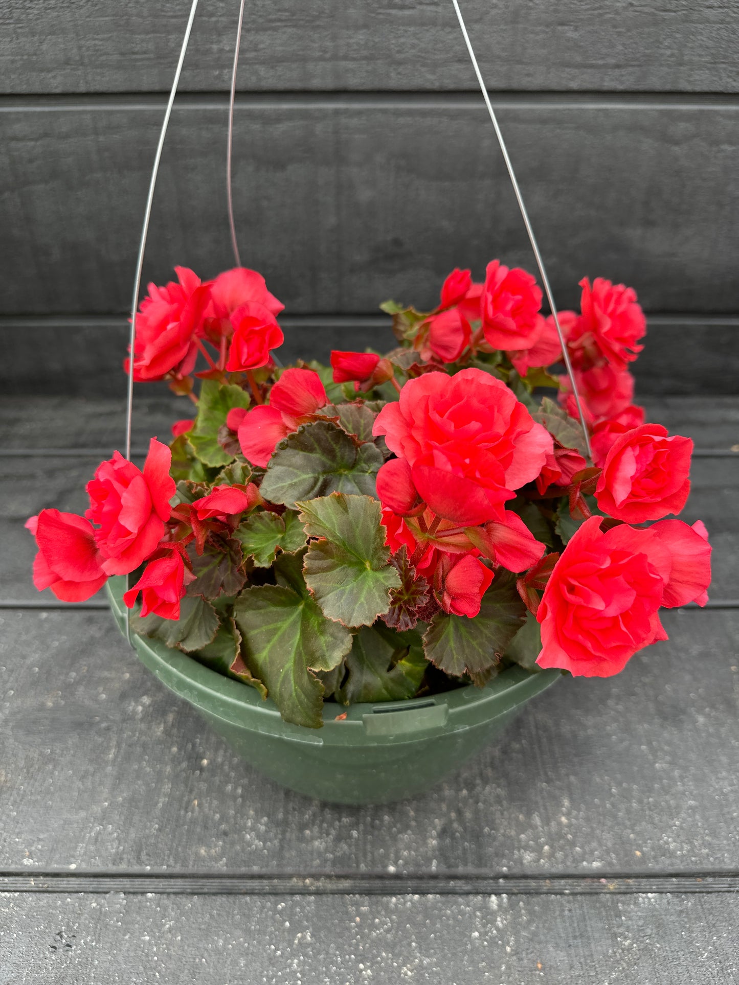 BEGONIA SOLENIAS DARK PINK - 10" HANGING BASKET