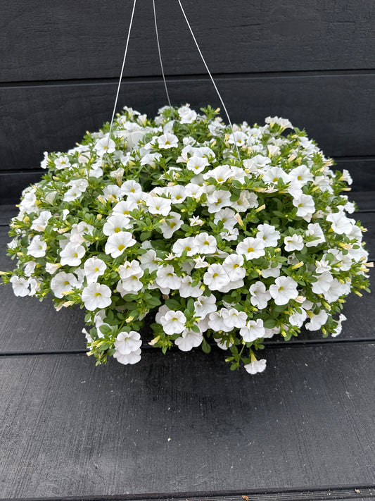 CALIBRACHOA CABARET WHITE - 10" HANGING BASKET