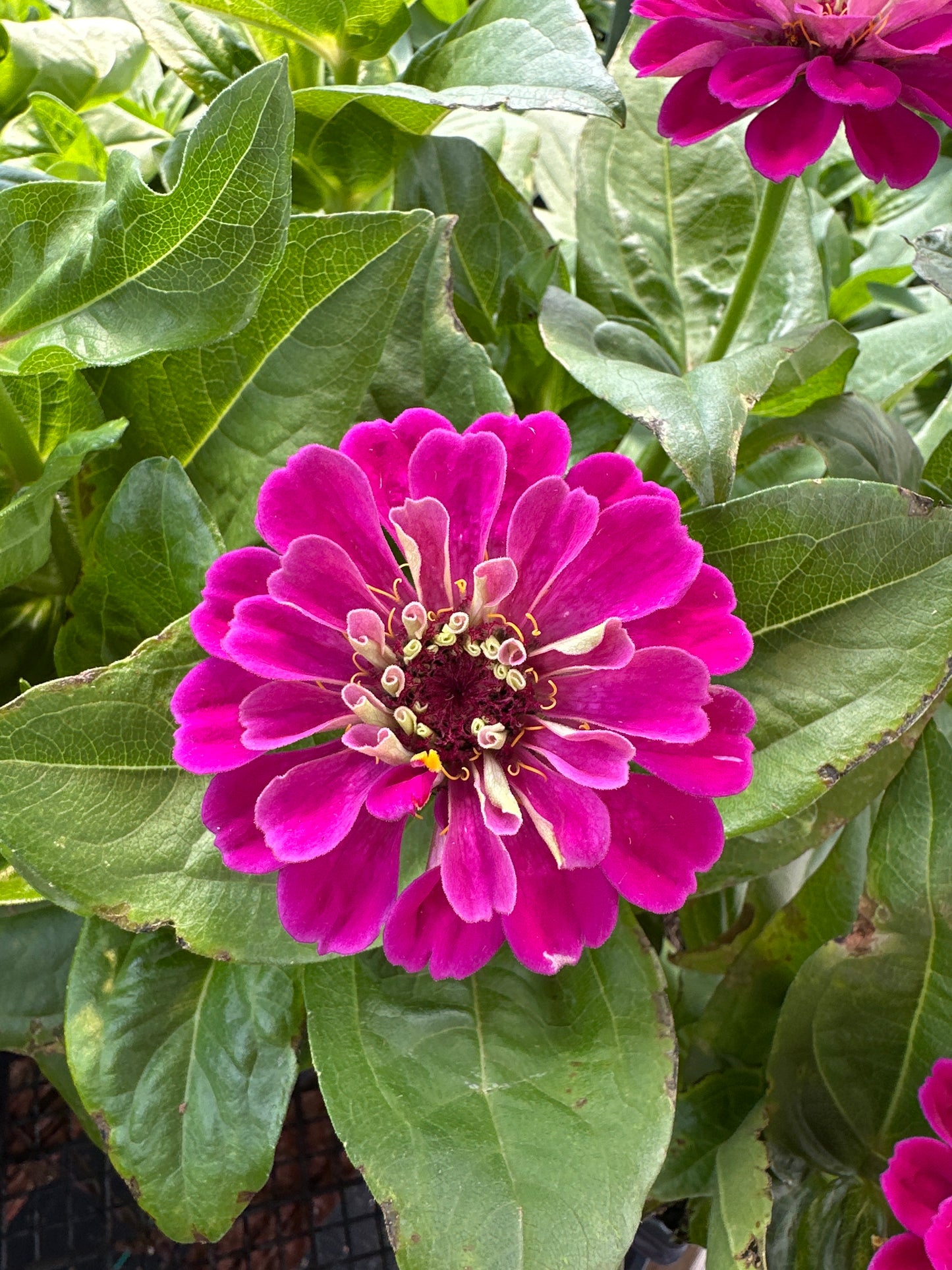 ZINNIA ZESTY PURPLE - JUMBO 6 PACK