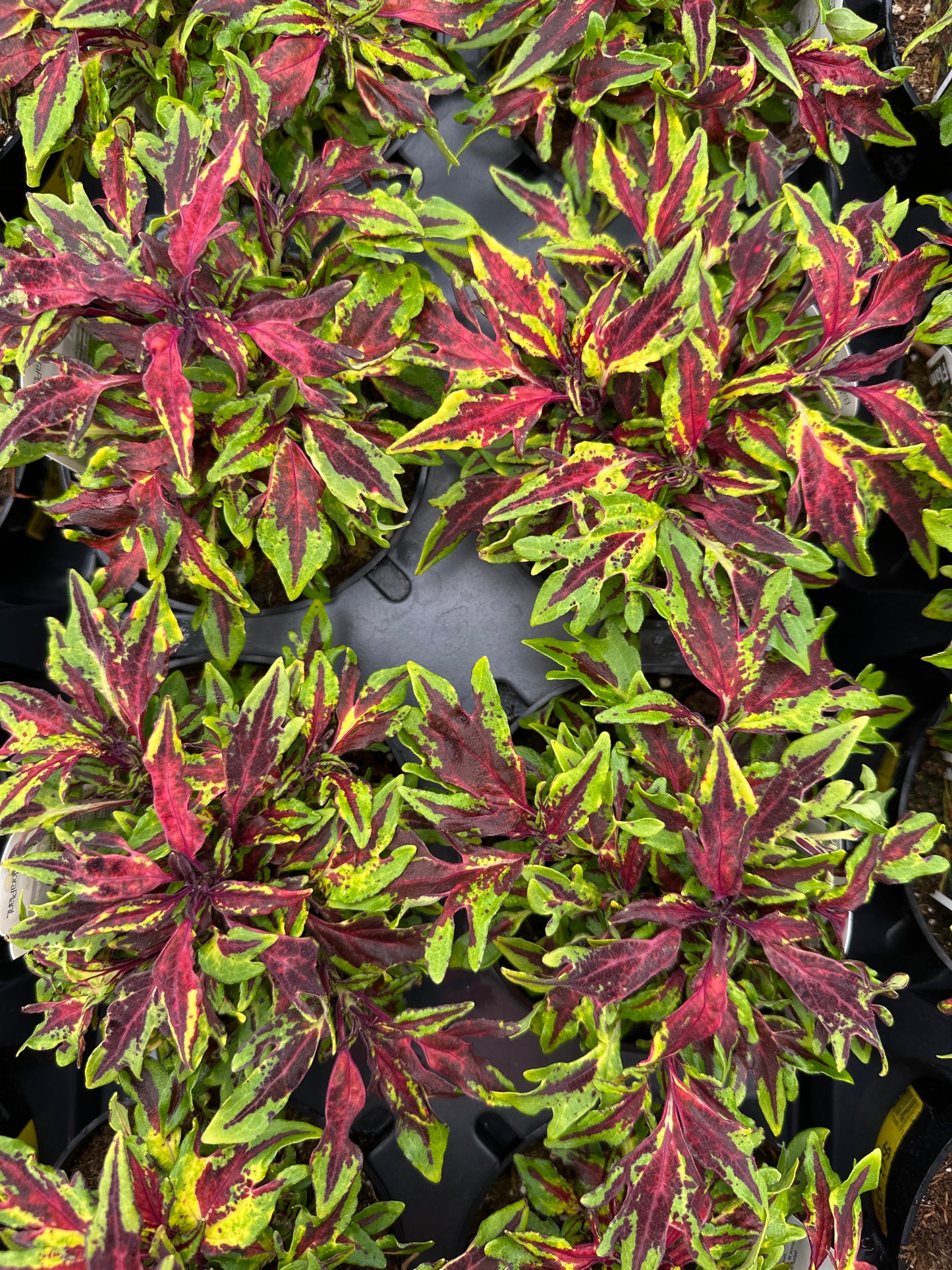COLEUS FLAME THROWER CHILI PEPPER - 4'' POT