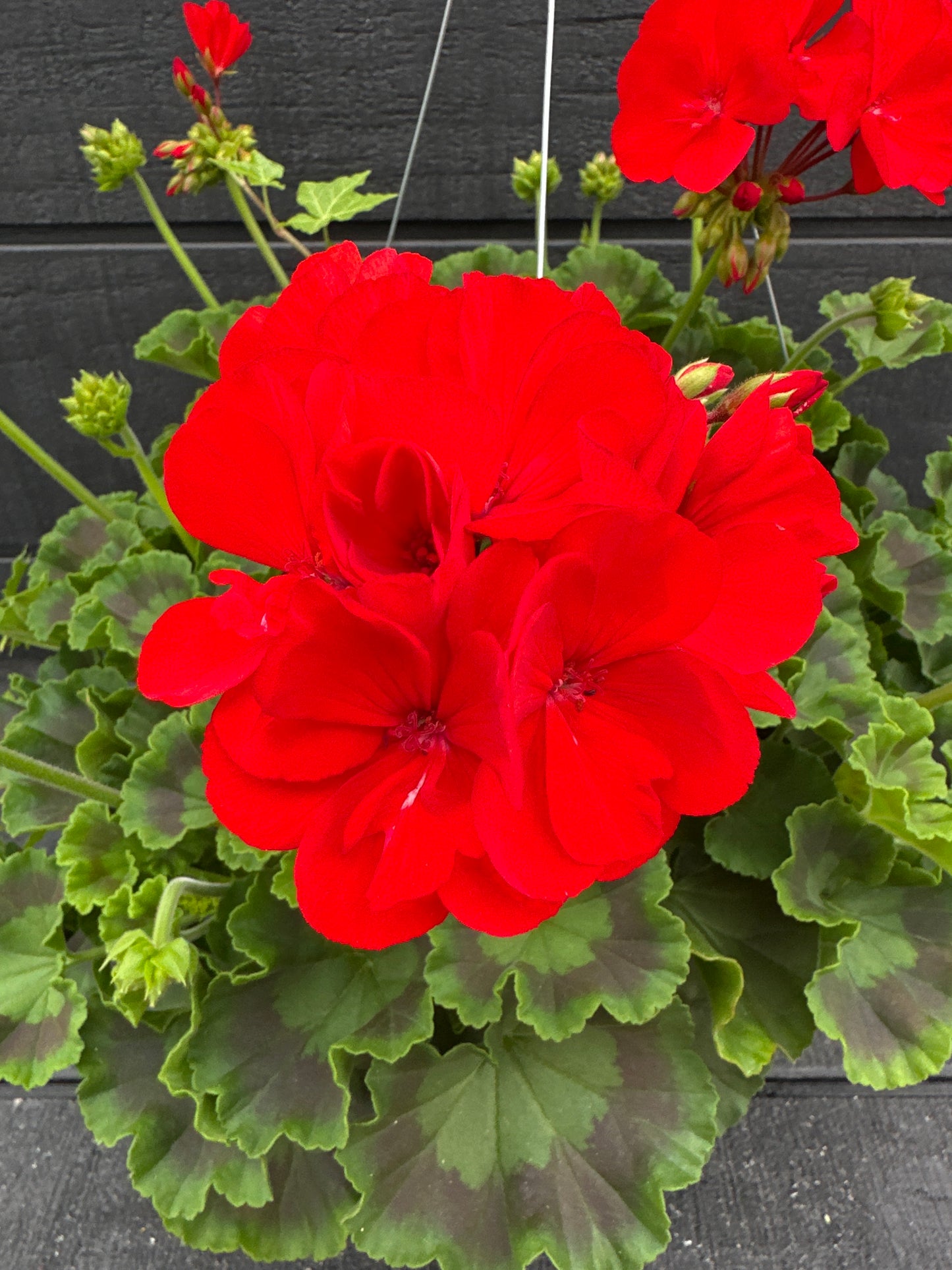 BASKET #46 - 10" HANGING BASKET