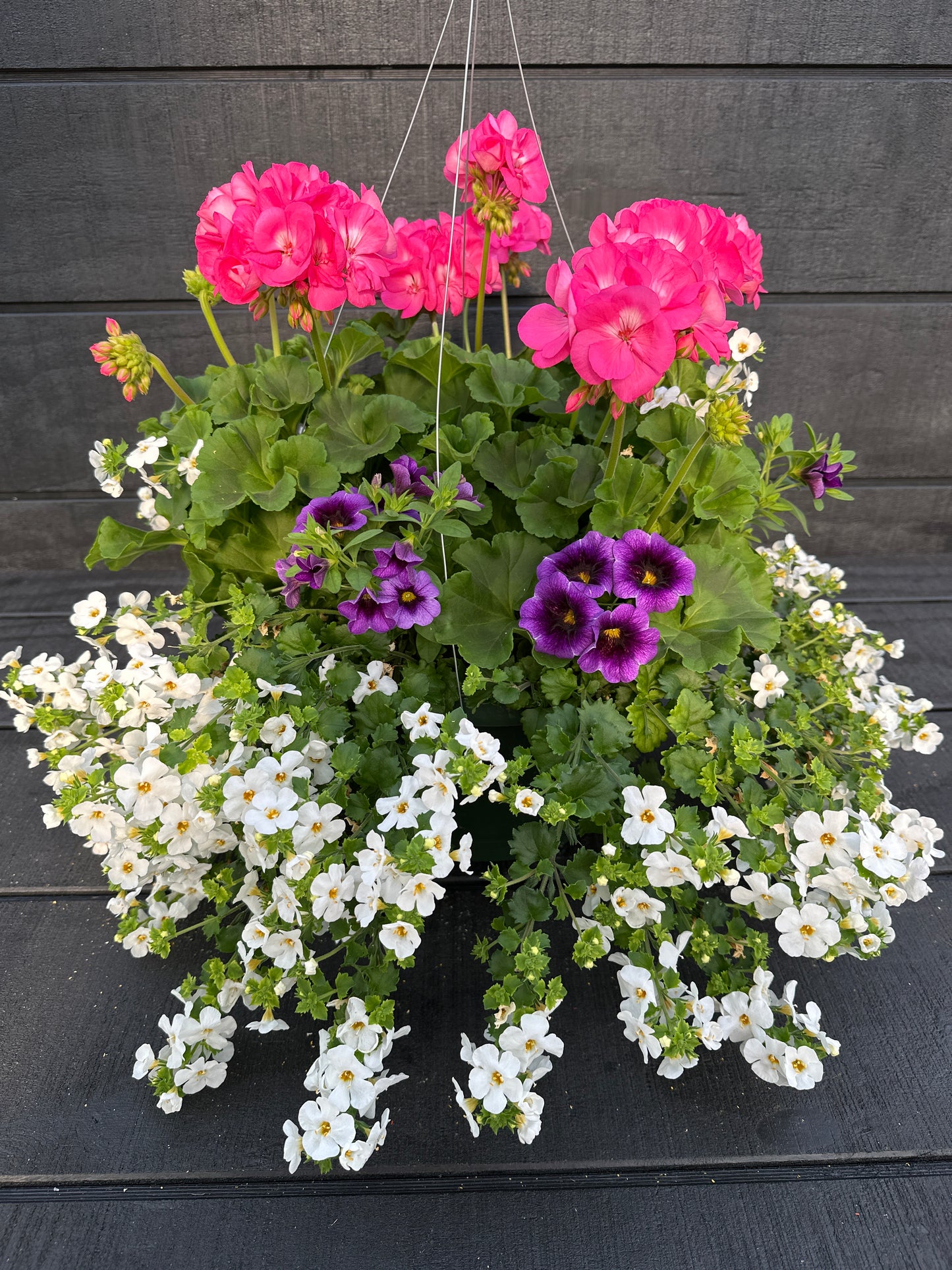BASKET #12 - 12" HANGING BASKET