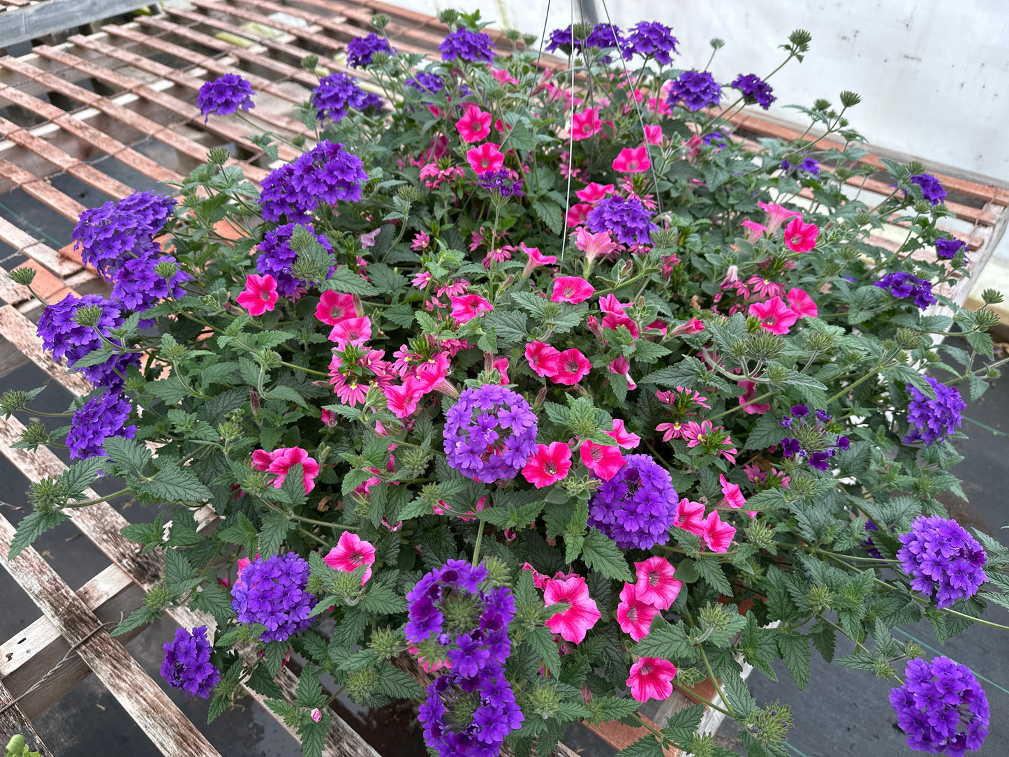 BASKET #97 - 12'' HANGING BASKET