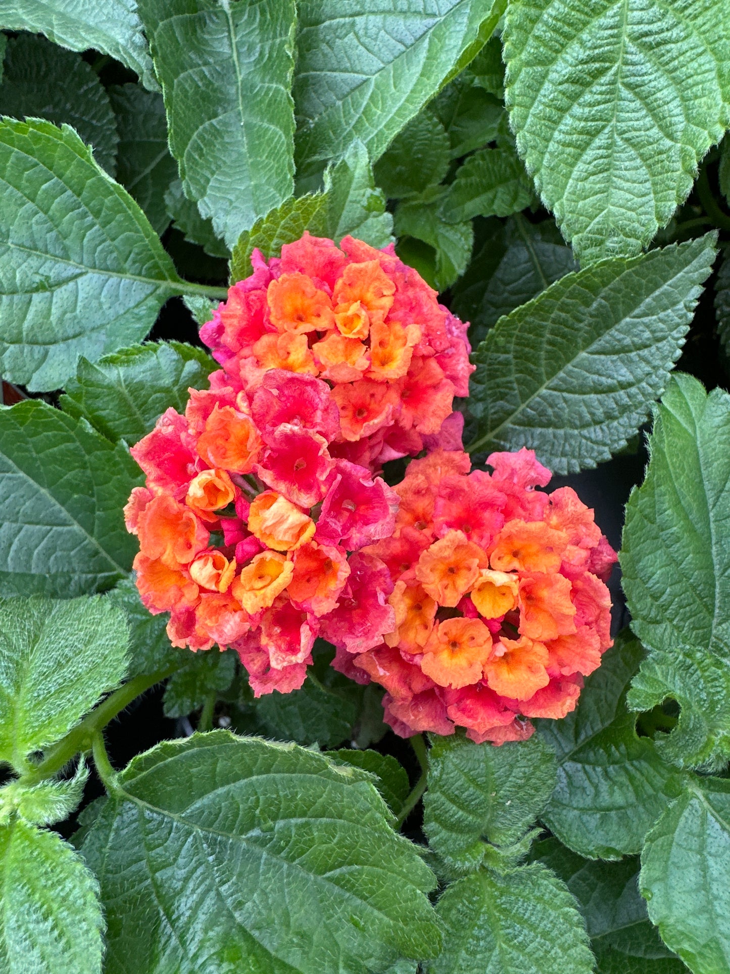 LANTANA BANDOLERO CHERRY SUNRISE - 4'' POT