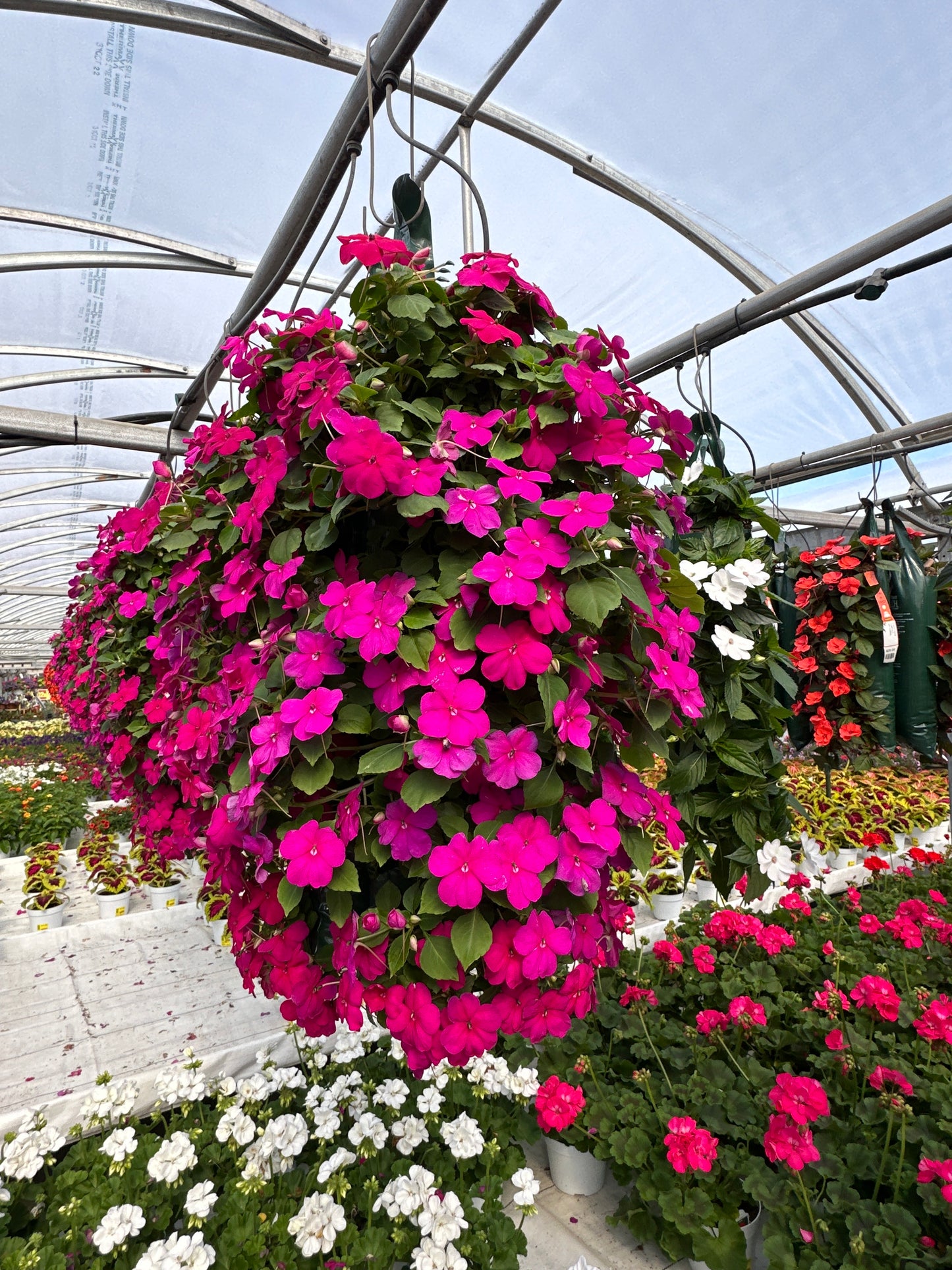 IMPATIENS BEACON VIOLET - FLOWER BAG