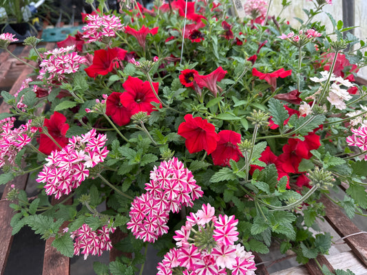 BASKET #55 - 10" HANGING BASKET