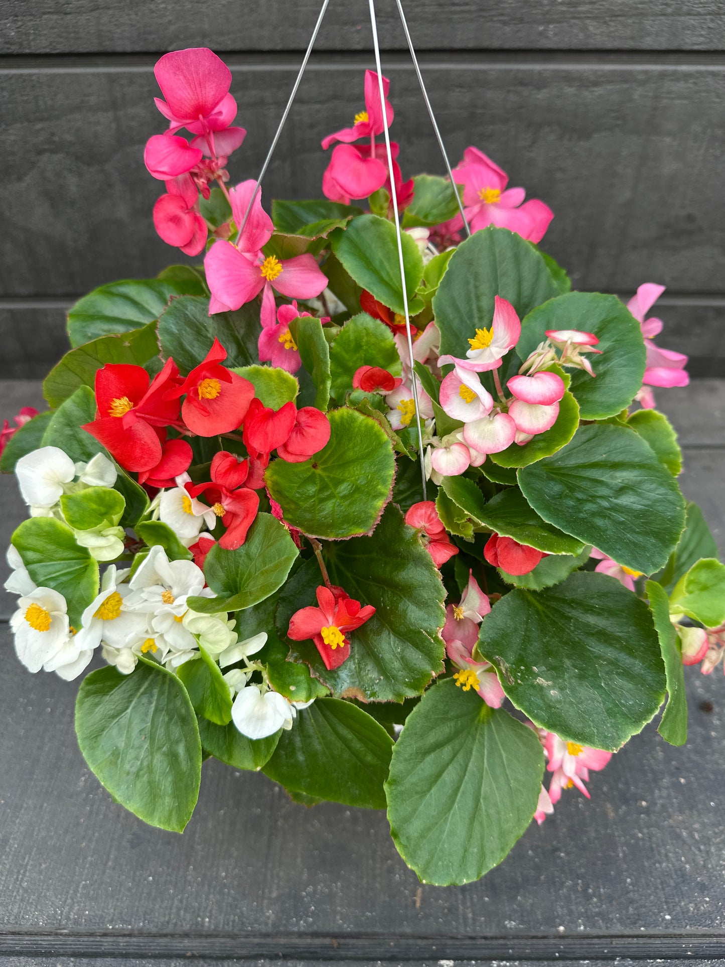 BEGONIA BADA BING MIX - 8'' HANGING BASKET