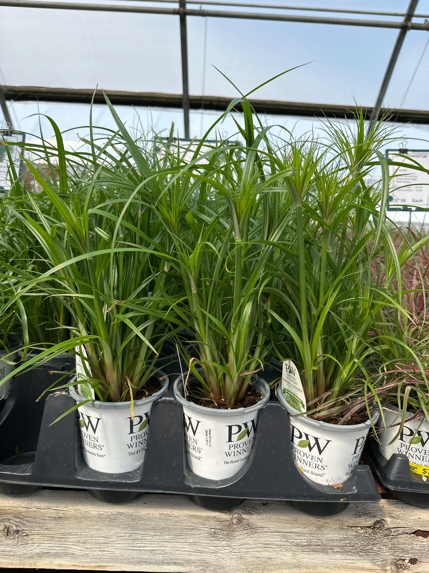 CYPERUS PRINCE TUT - QUART POT