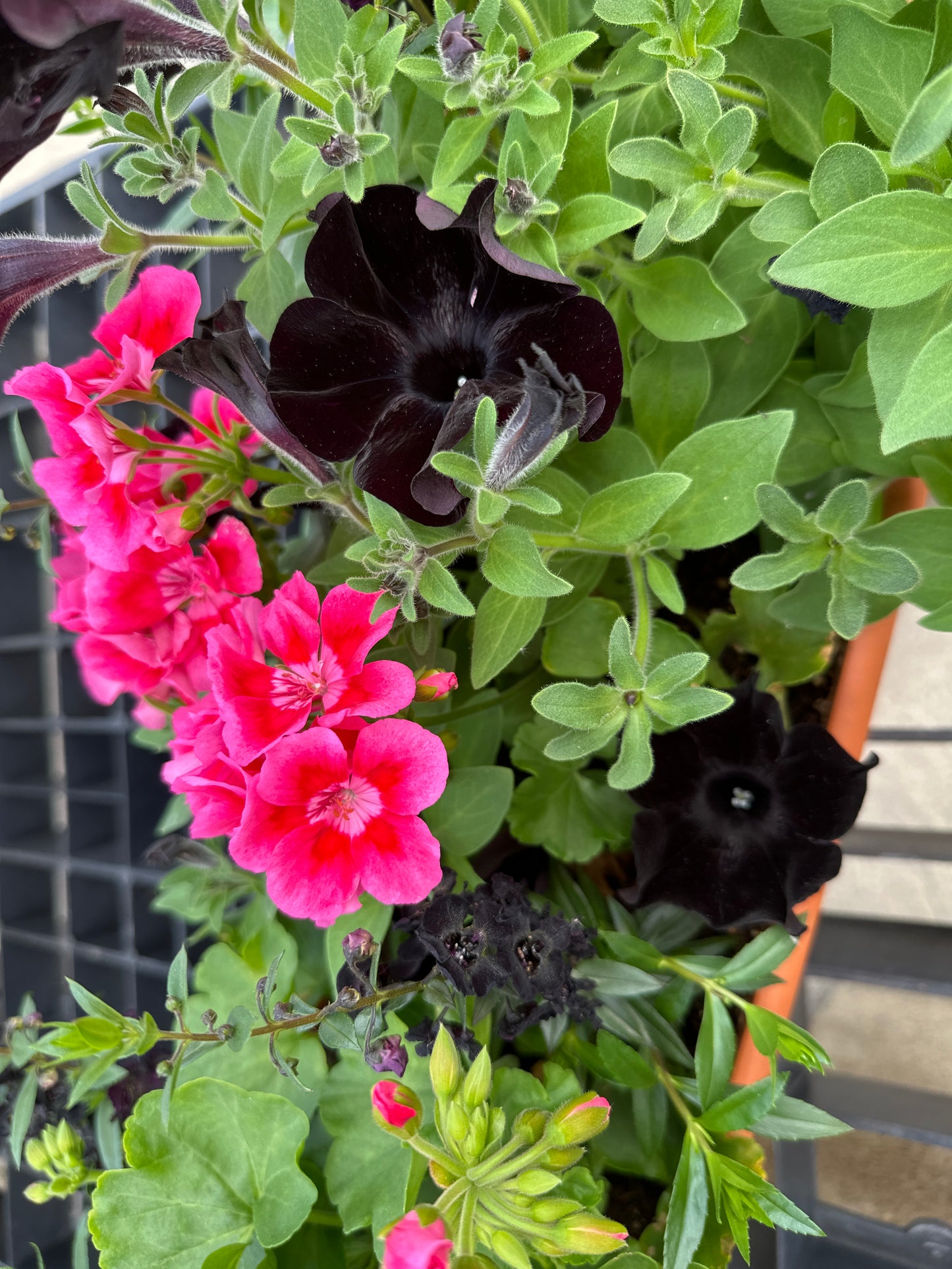 COMBO #11 - 30" WINDOW BOX