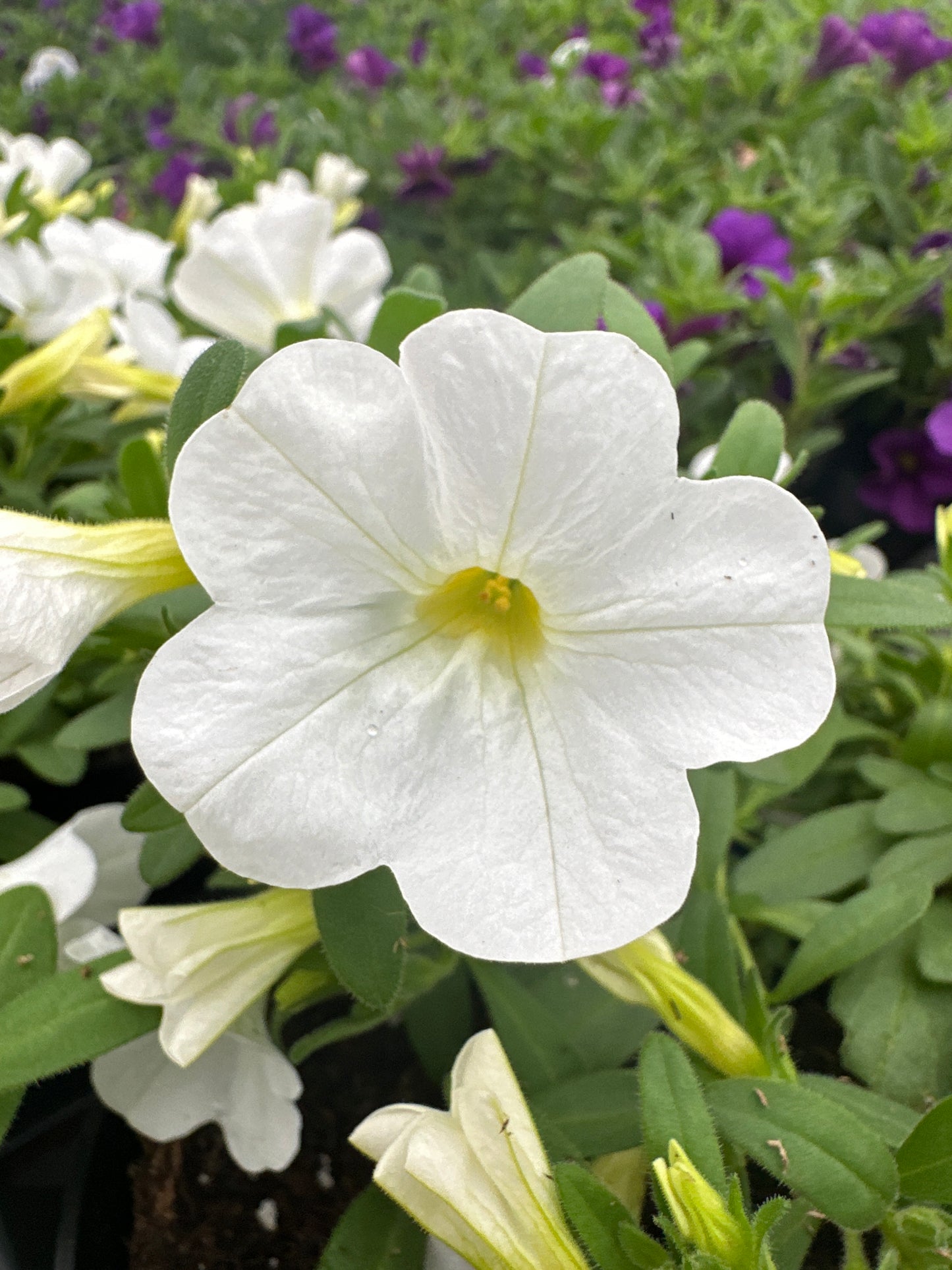 CALIBRACHOA CABARET BRIGHT WHITE IMPROVED - 4'' POT