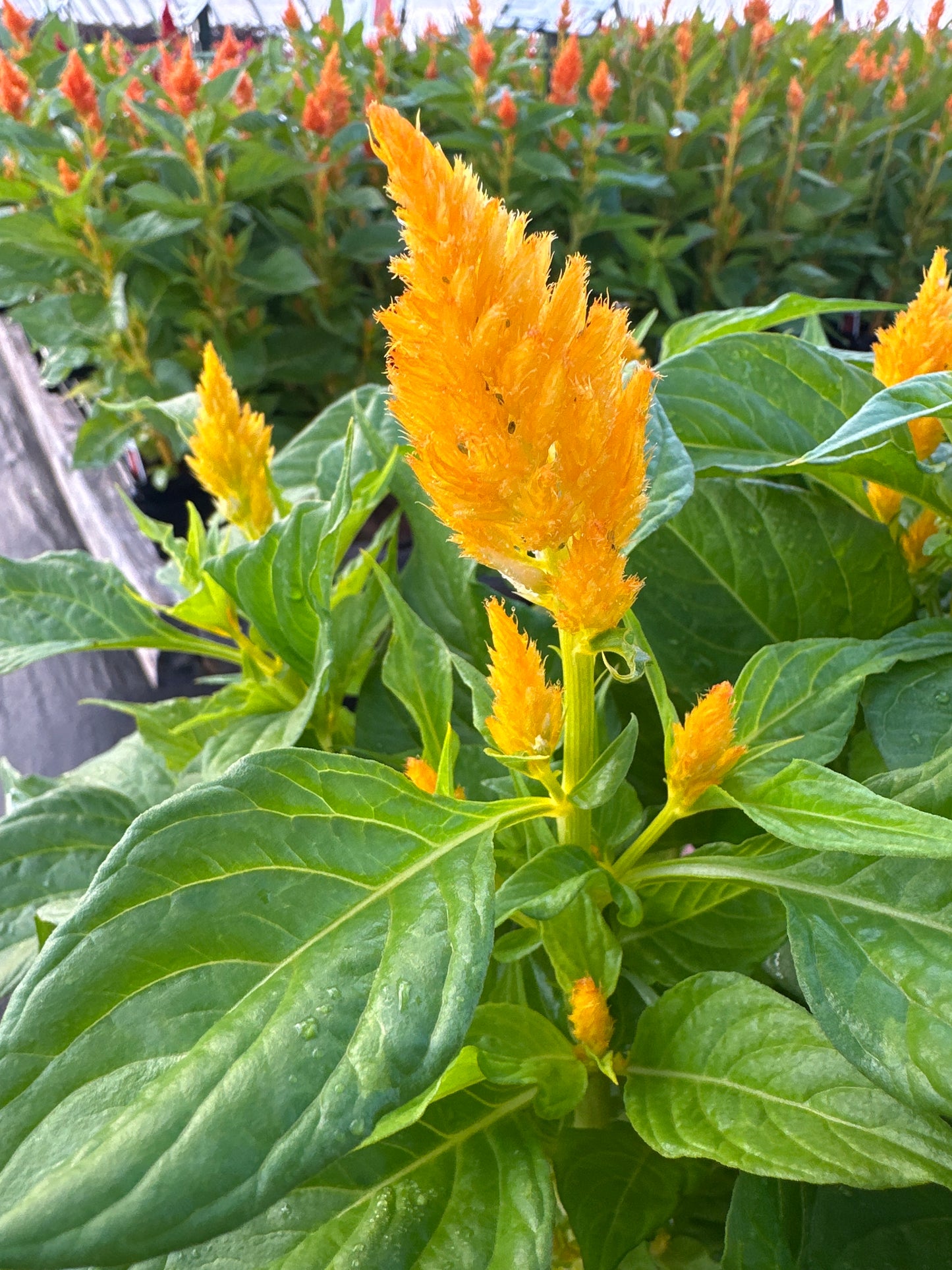 CELOSIA FRESH LOOK GOLD - JUMBO 6 PACK