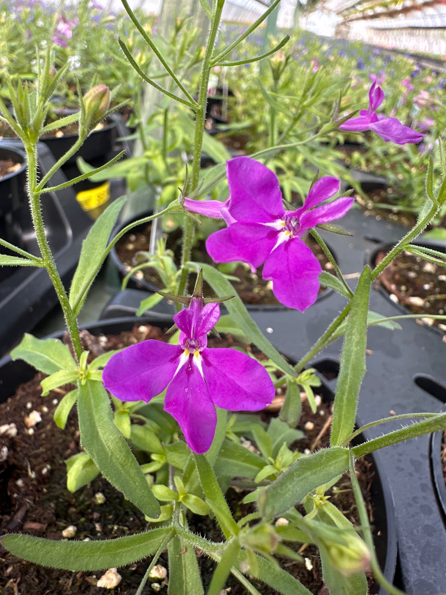 LOBELIA MAGADI BASKET DARK PURPLE - 4'' POT