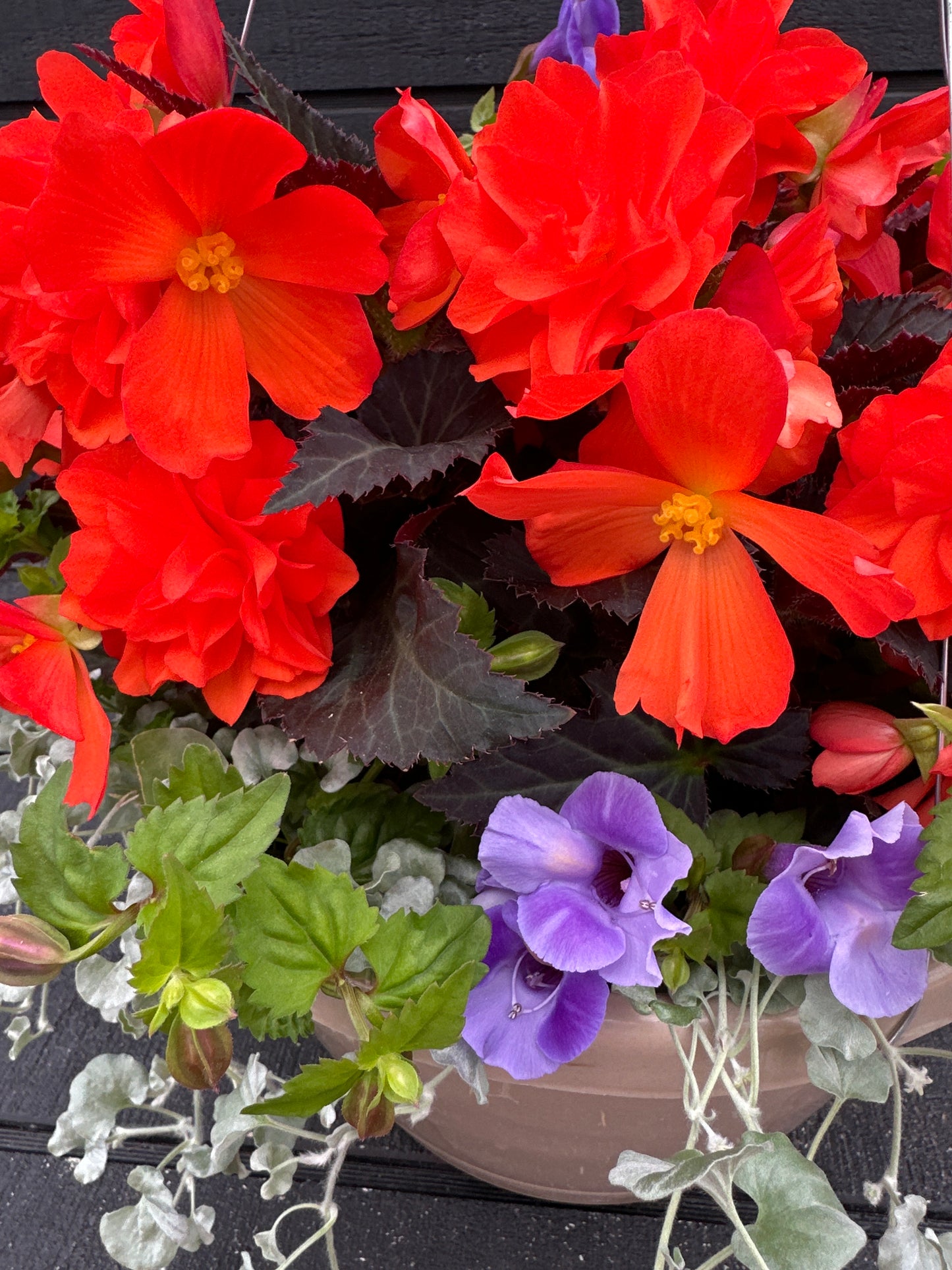 BASKET #76 - 12" HANGING BASKET