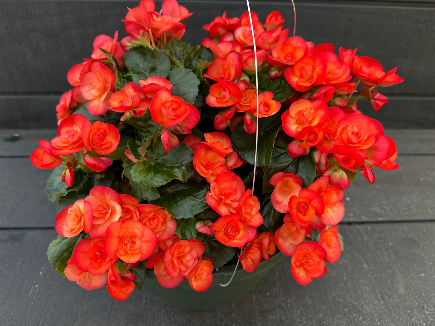 BEGONIA REIGER CARNEVAL - 10'' HANGING BASKET