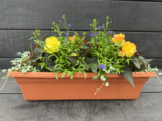 COMBO #16 - 24'' WINDOW BOX